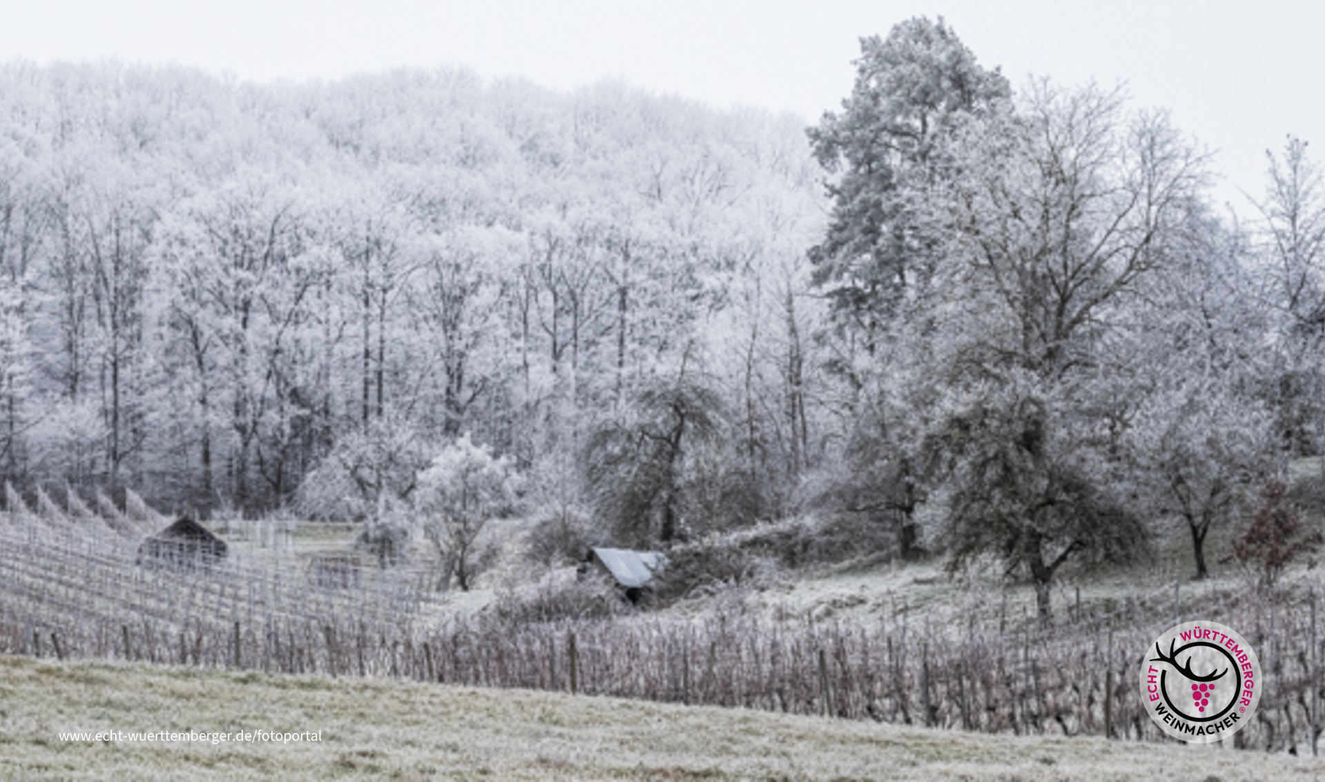 Winter im Weinberg 