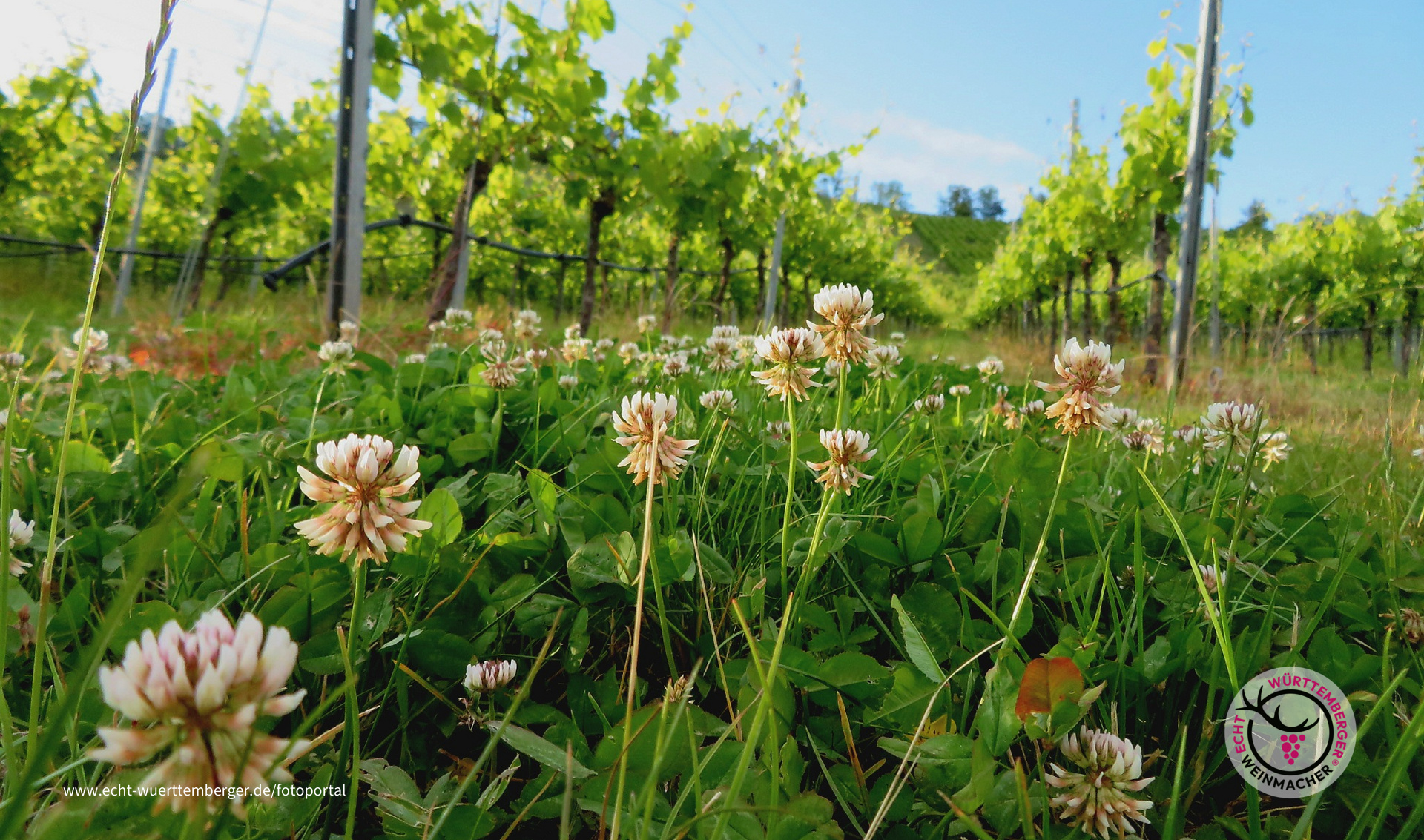 Weinbergklee