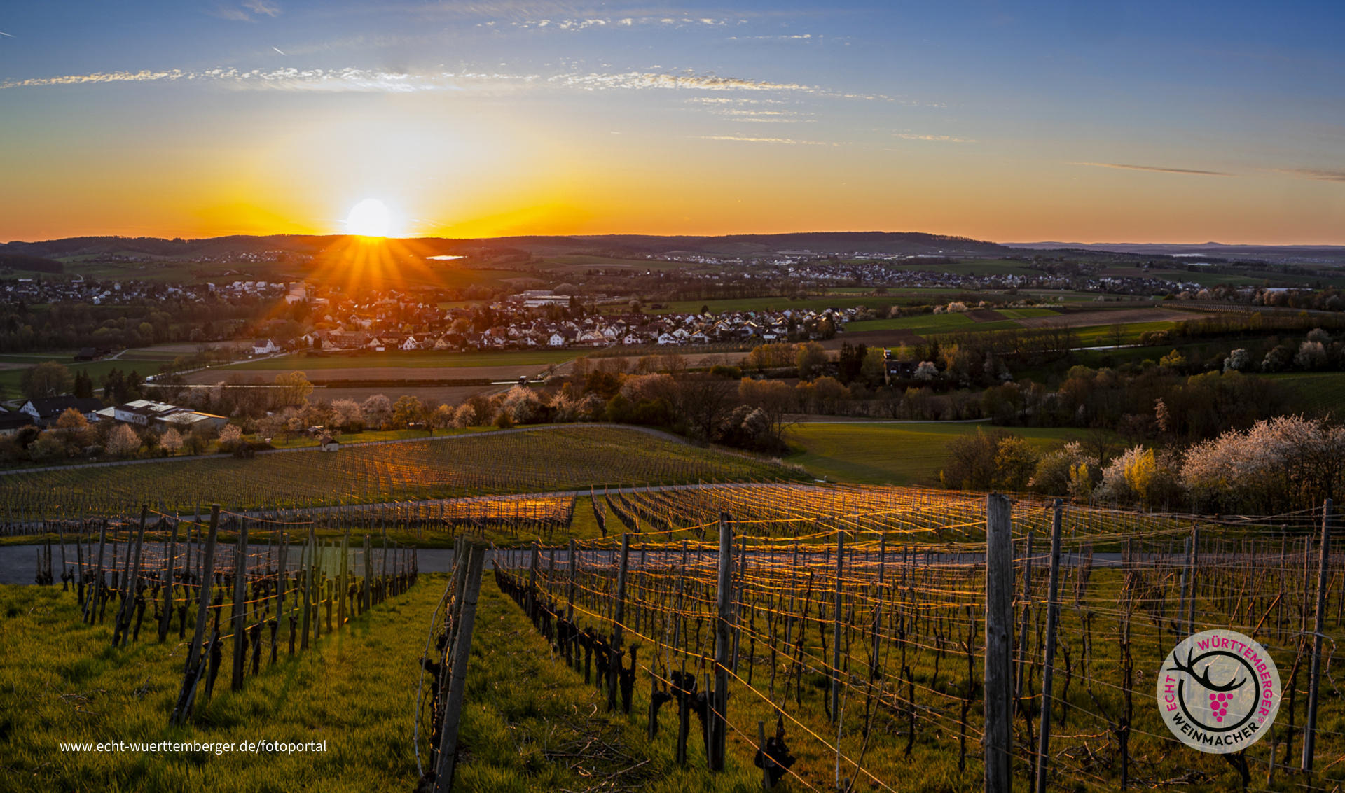 Abends im Weinberg