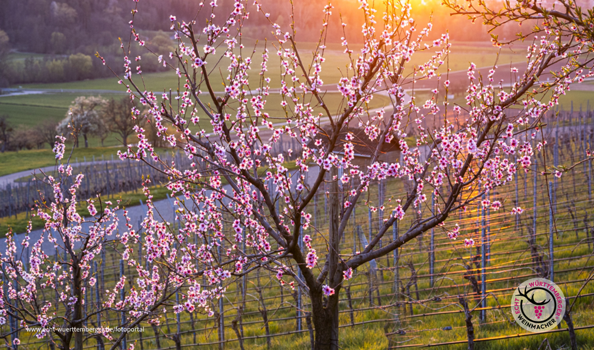 Frühling und Sonnenuntergang im Weinberg nahe Bretzfeld-Adolzfurt