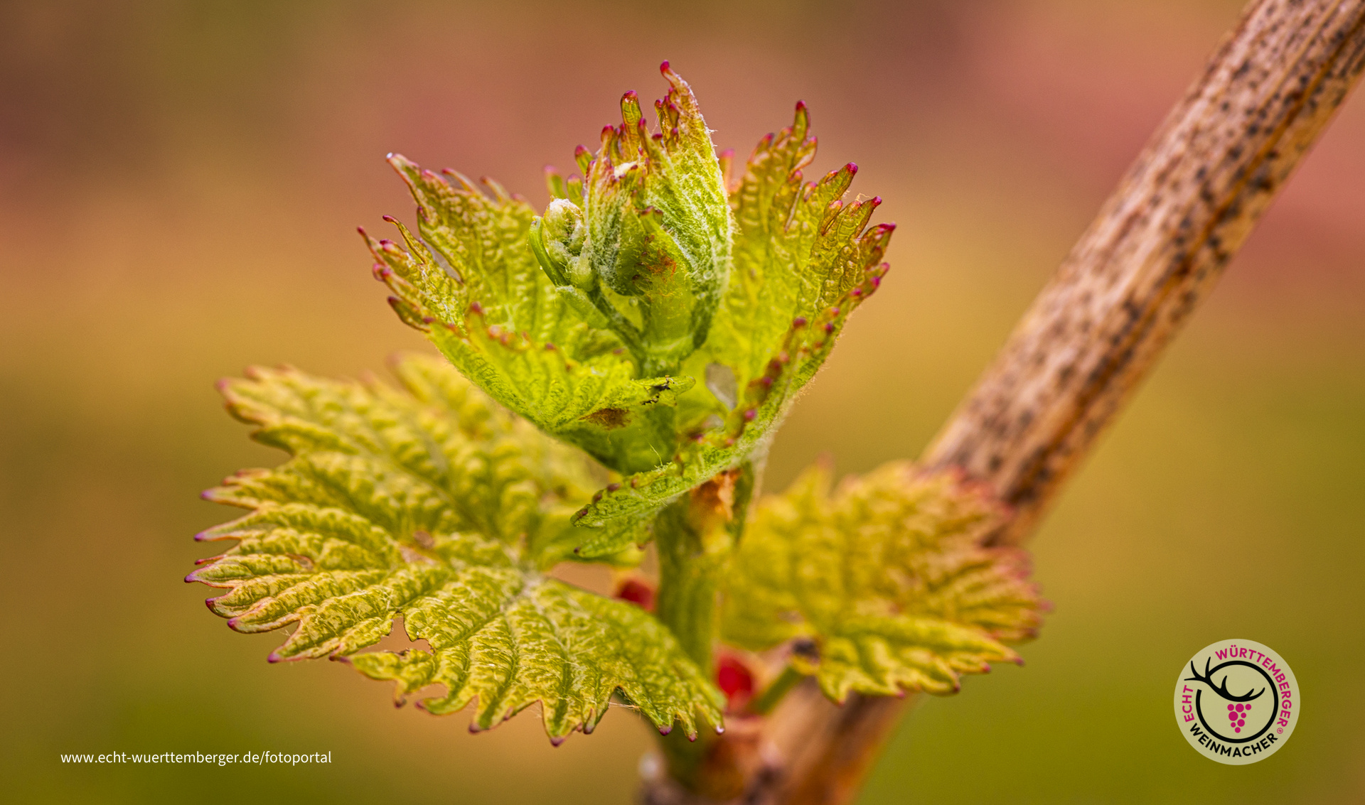 Die Weinrebe treibt aus ... im Weingebiet Bretzfeld-Adolzfurt