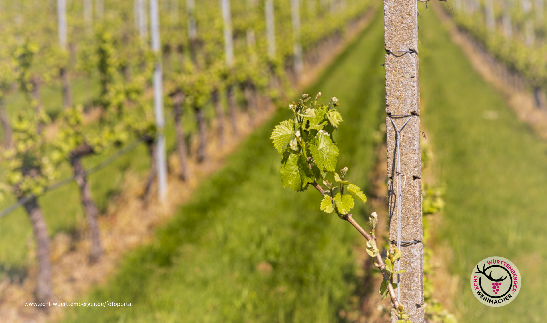Einer tanzt immer aus der Reihe
