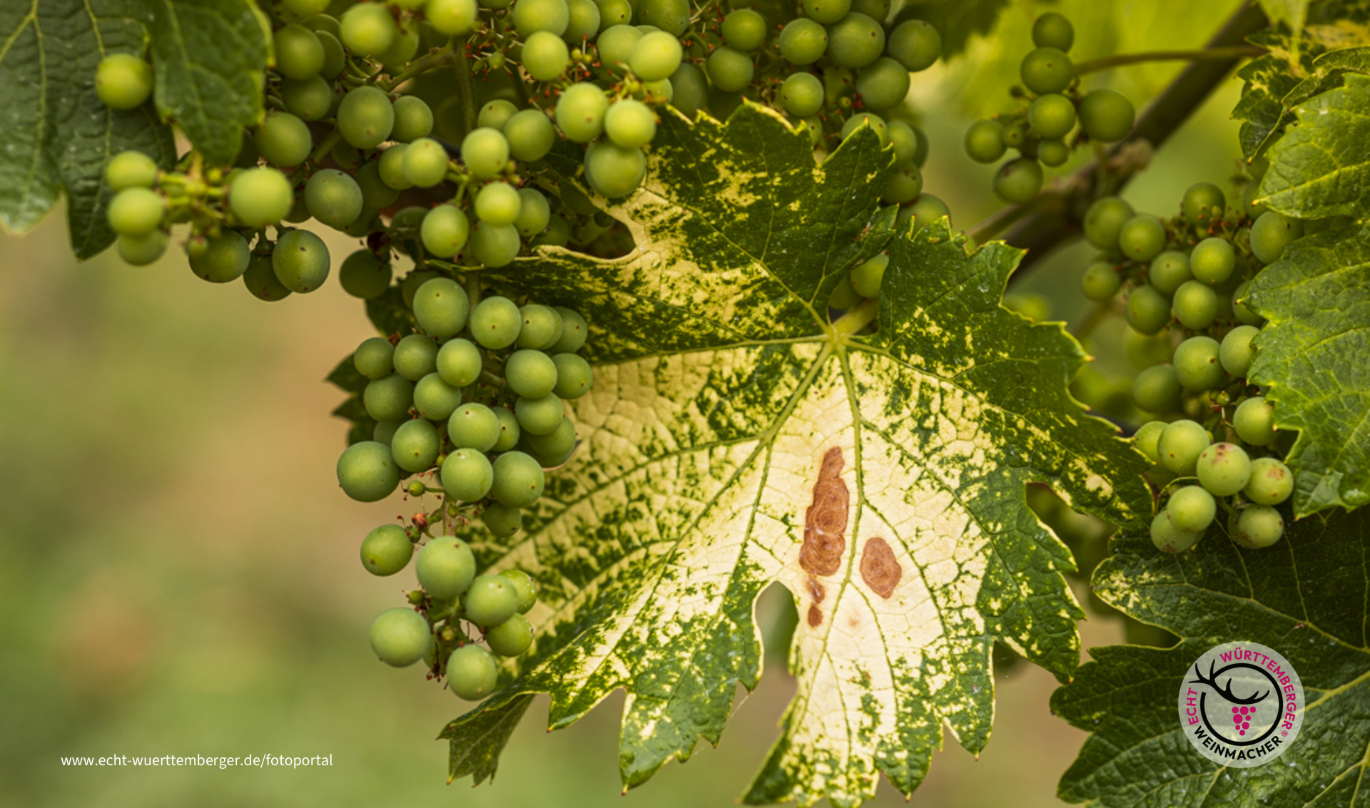 Ein Bild im Bild in der Rebe