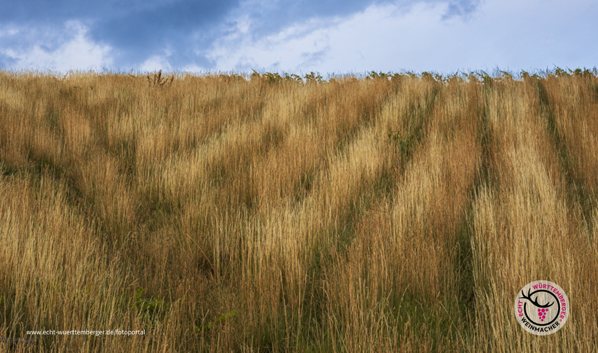 Auf den ersten Blick unscharf ...