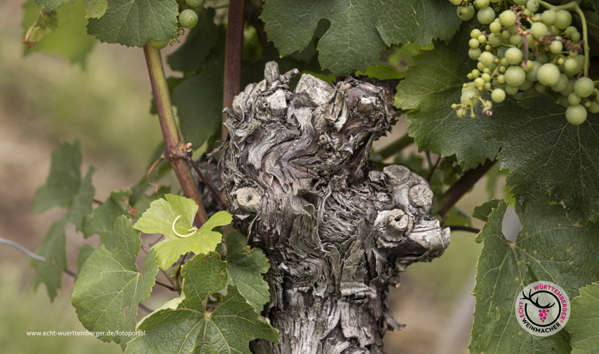 Alt und trotzdem ansprechend