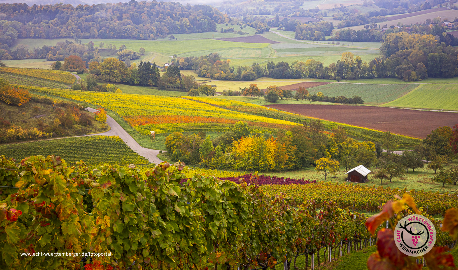 Herbst ist im Weinberg angekommen