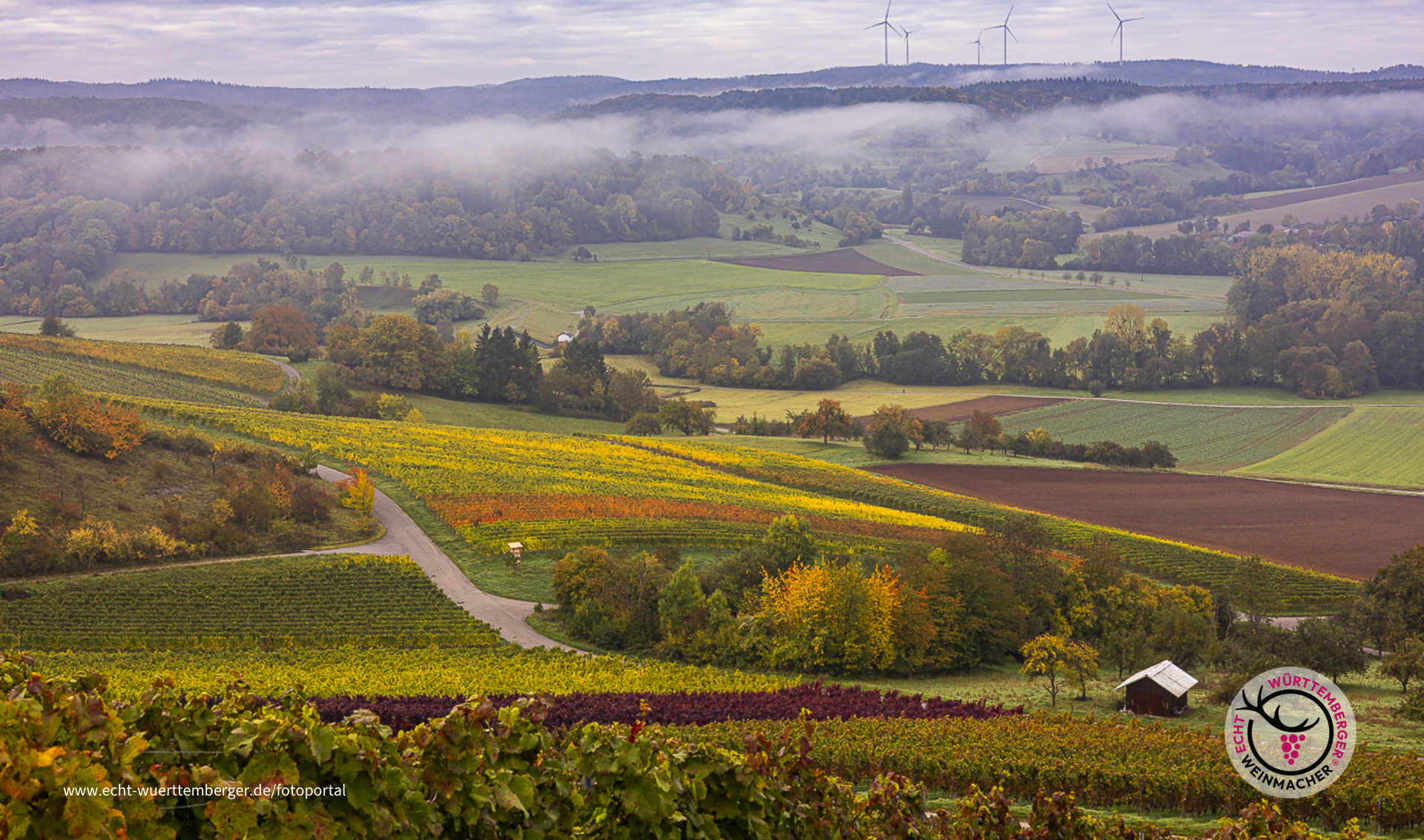Früh am Morgen im Weinberg