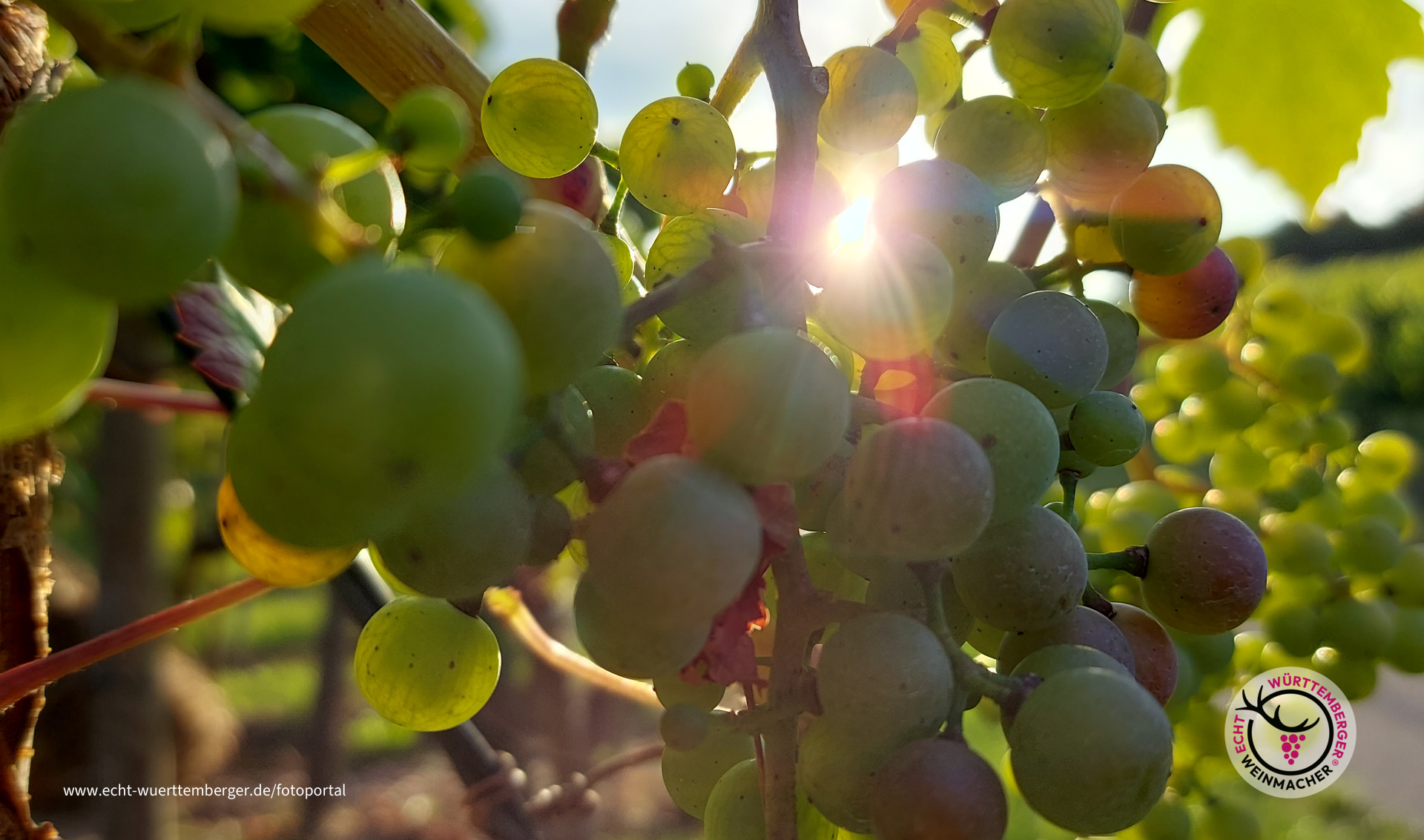 Die Reife beginnt...