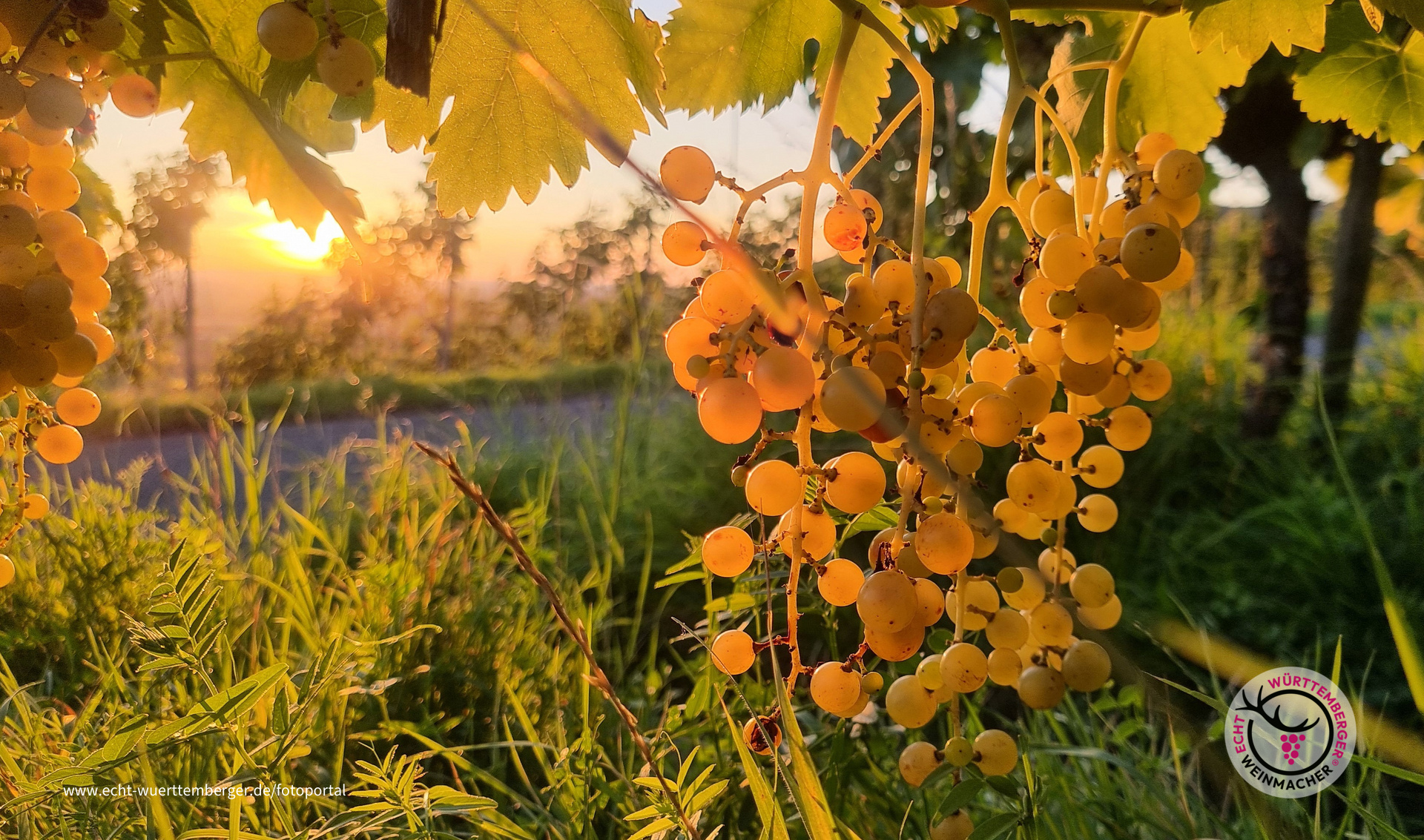 Güldene Muskateller