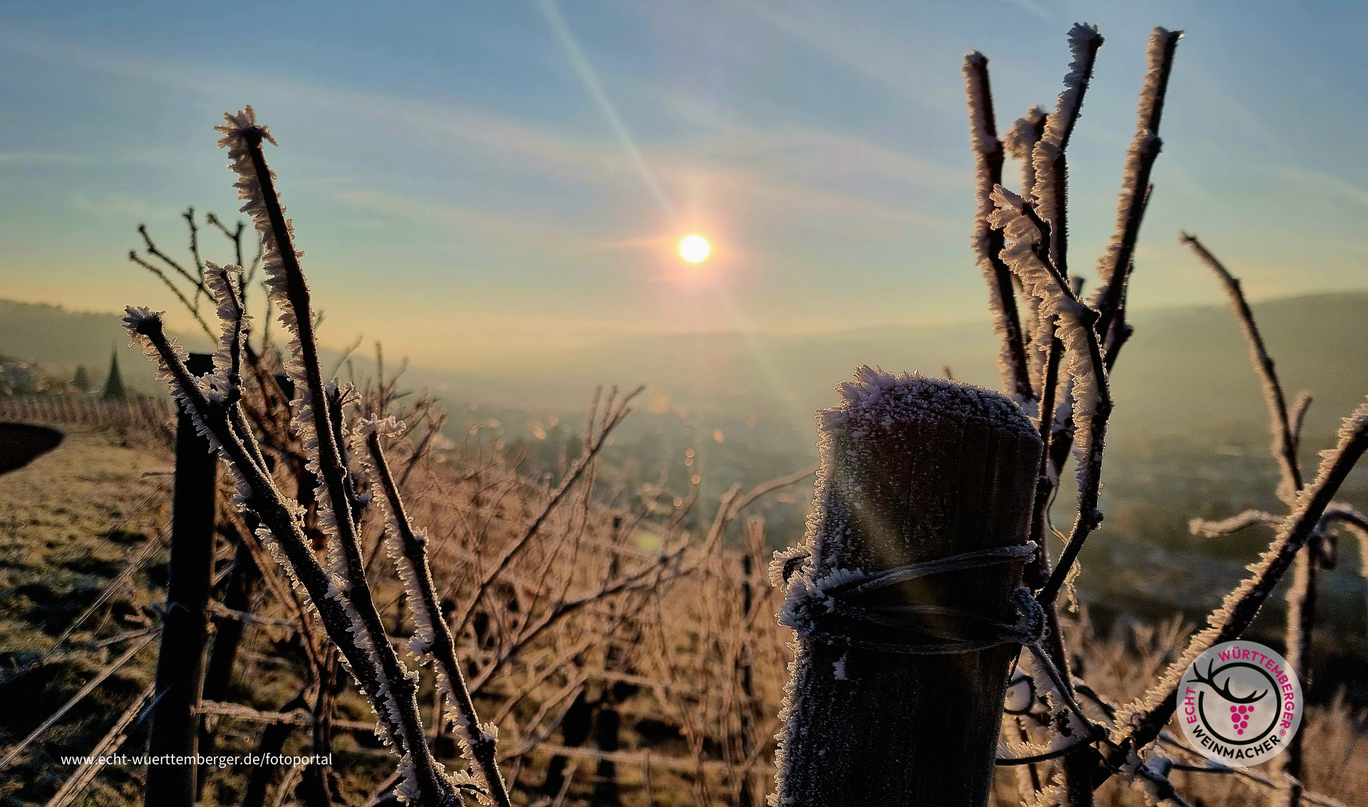 Winterfrost im Wengert