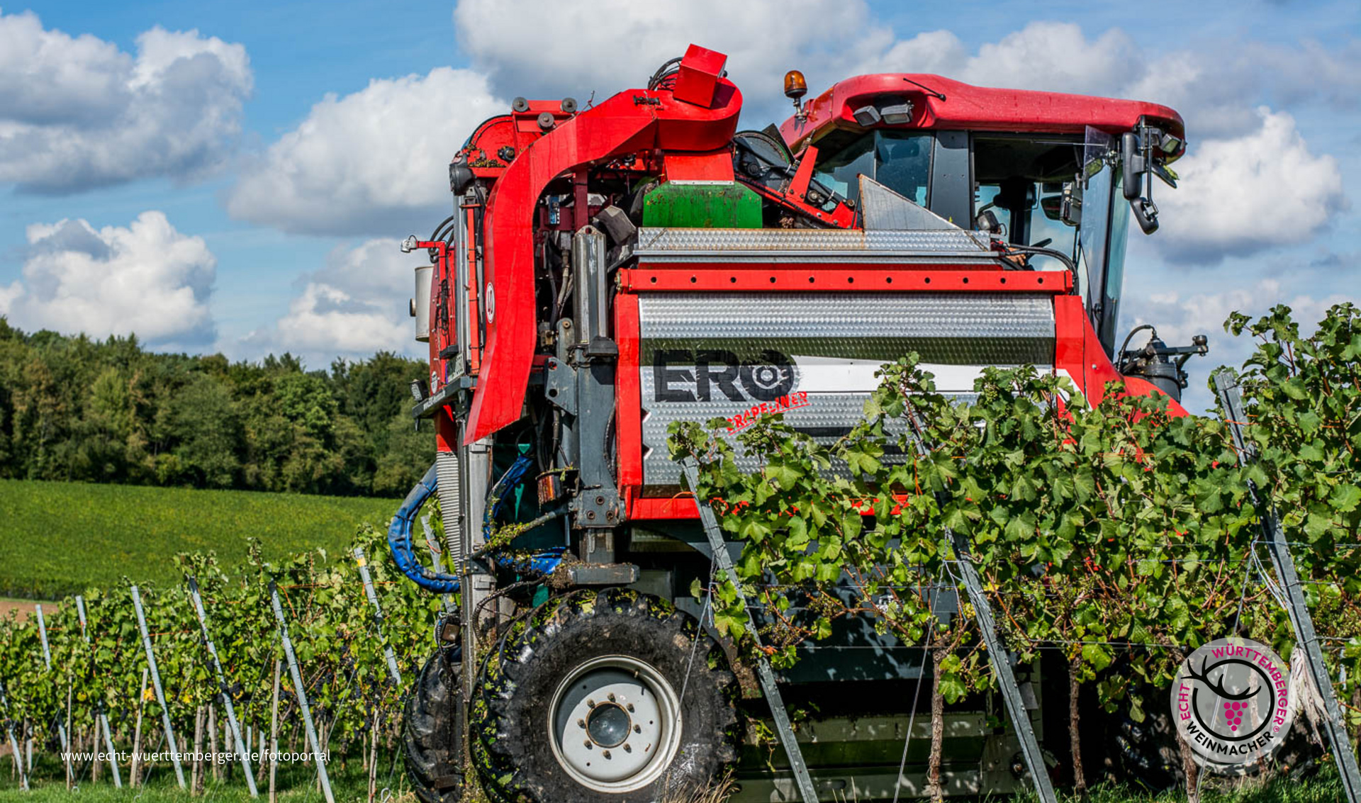 Weinernte