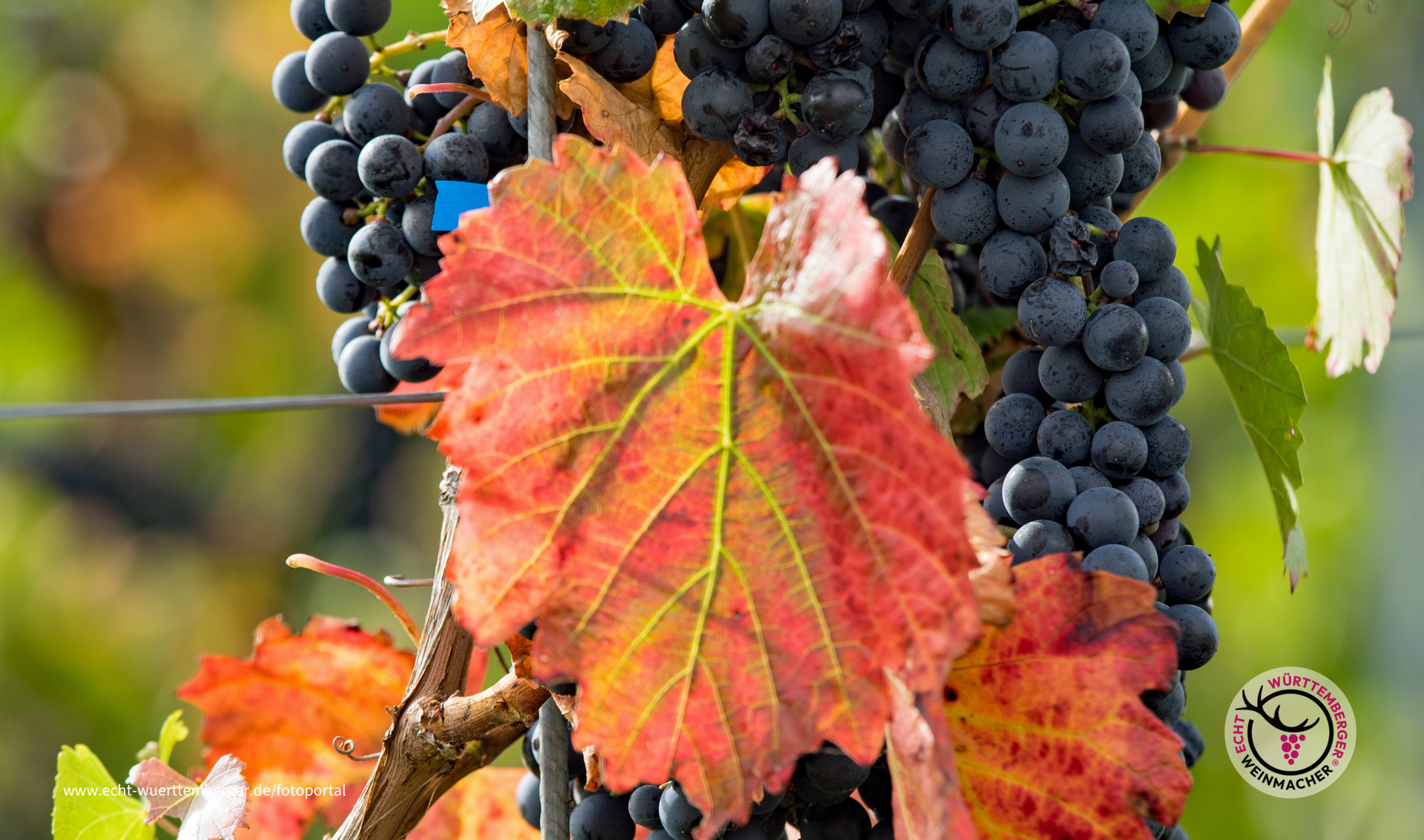 Alles an einer Rebe ....