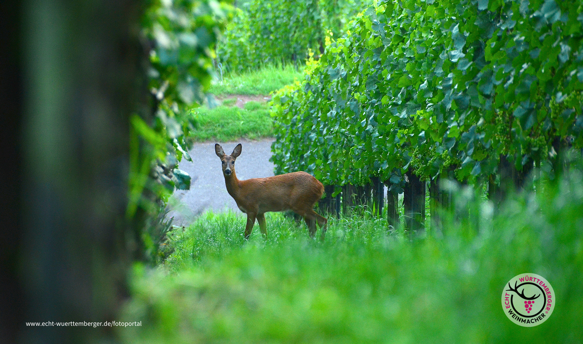Bambi
