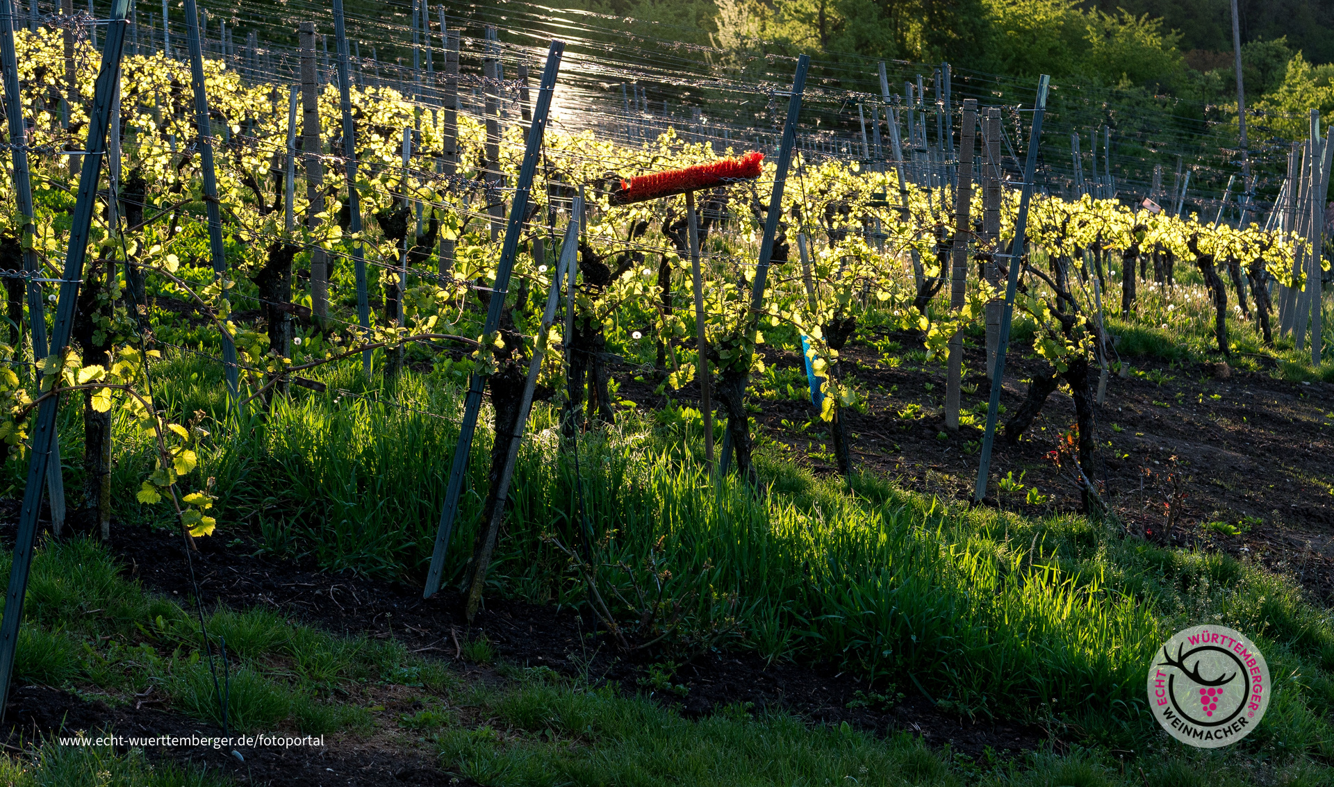 im Weinberg zu Linsenhofen