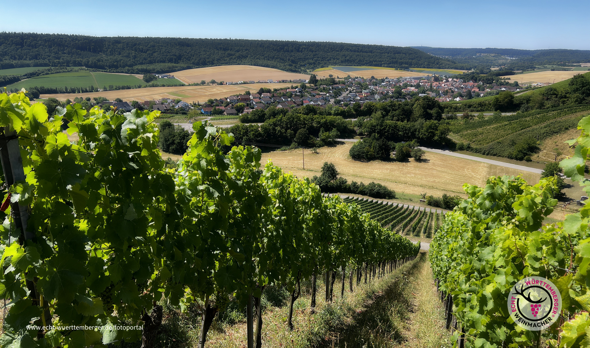 Inmitten von Reben - Eberstadt