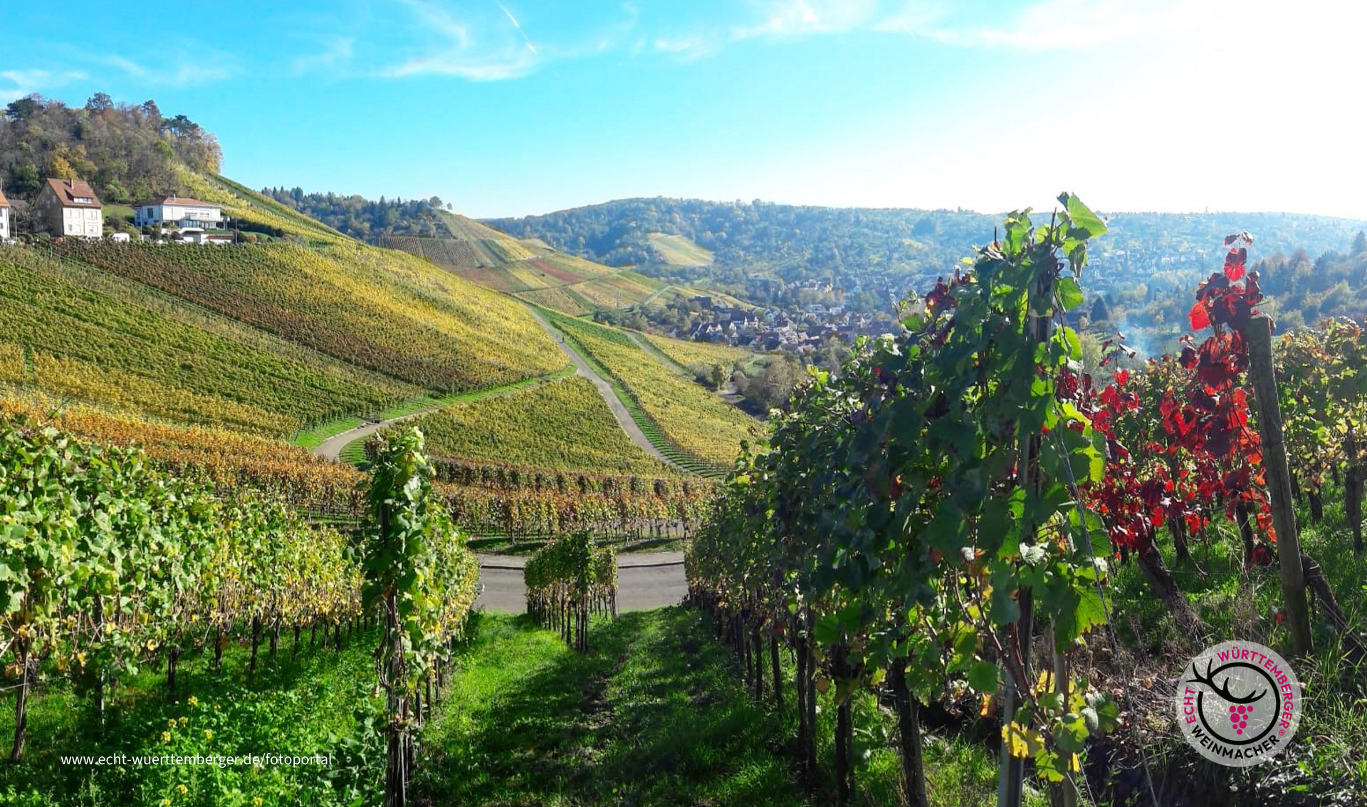 Herbstliche Weinberge
