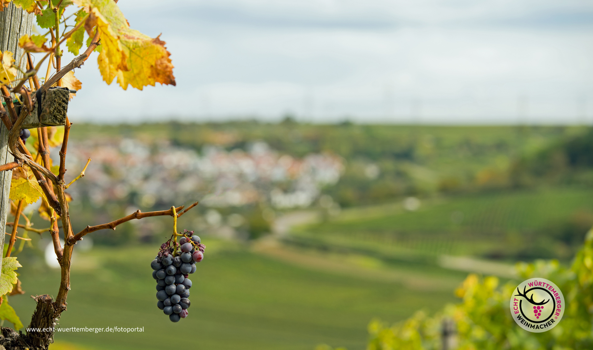 Einsame Traube