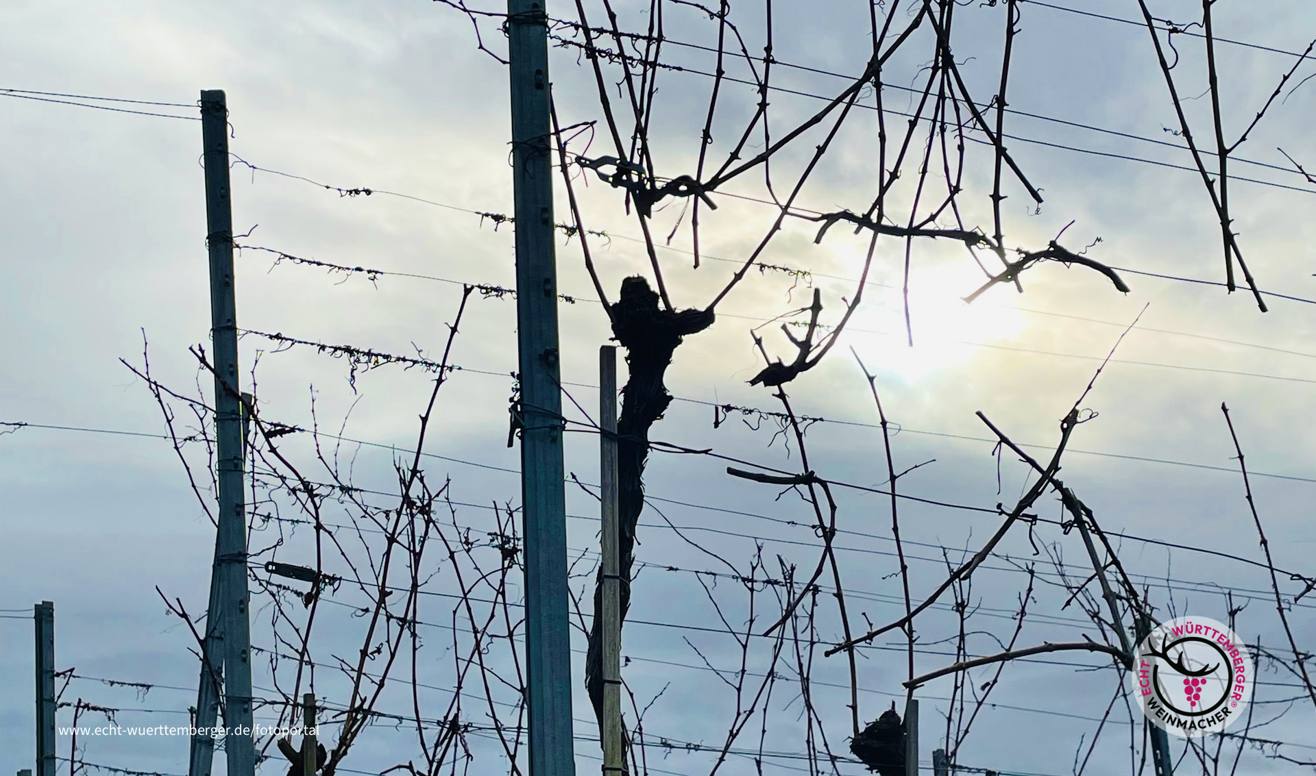 Weihnachtssonne im Felsengarten