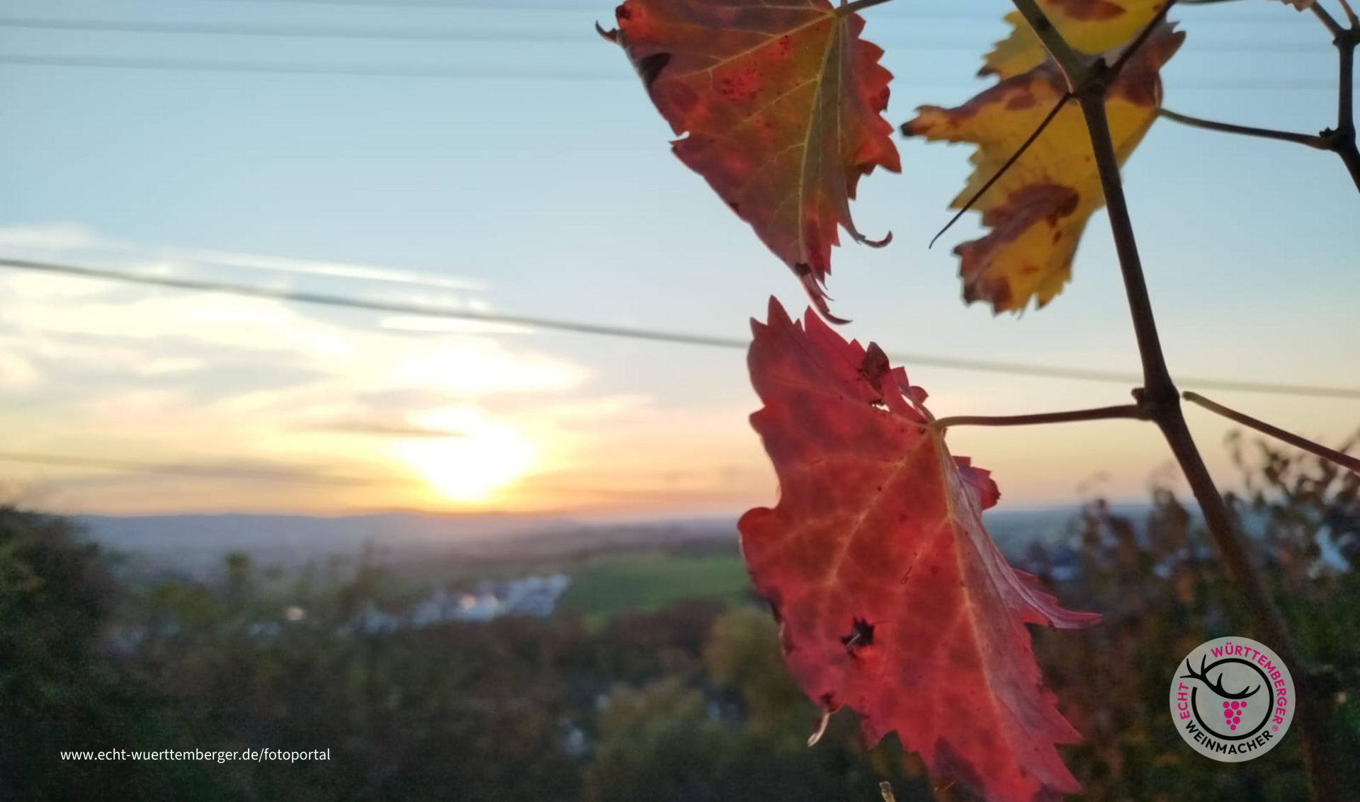 Letztes Blattgrün in Hebstfärbung im Abendlicht