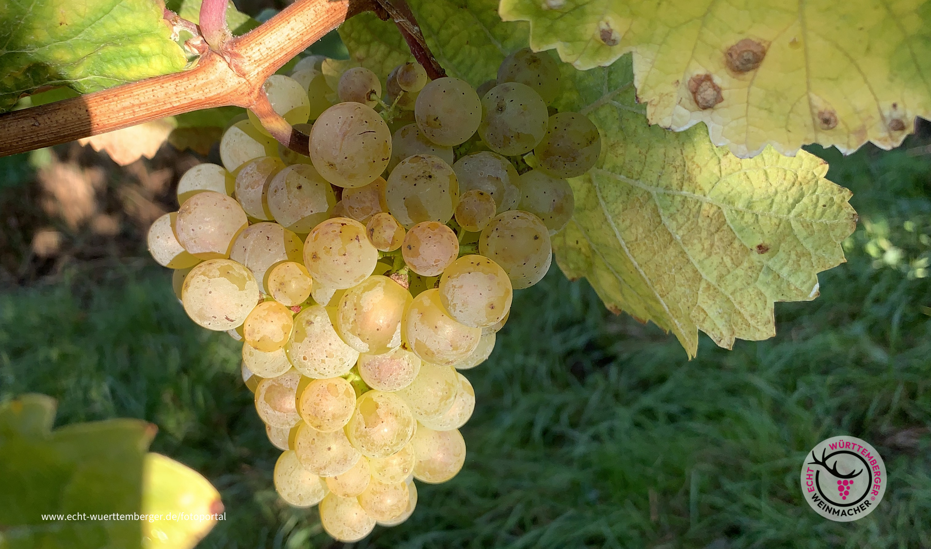 Goldener Herbst 