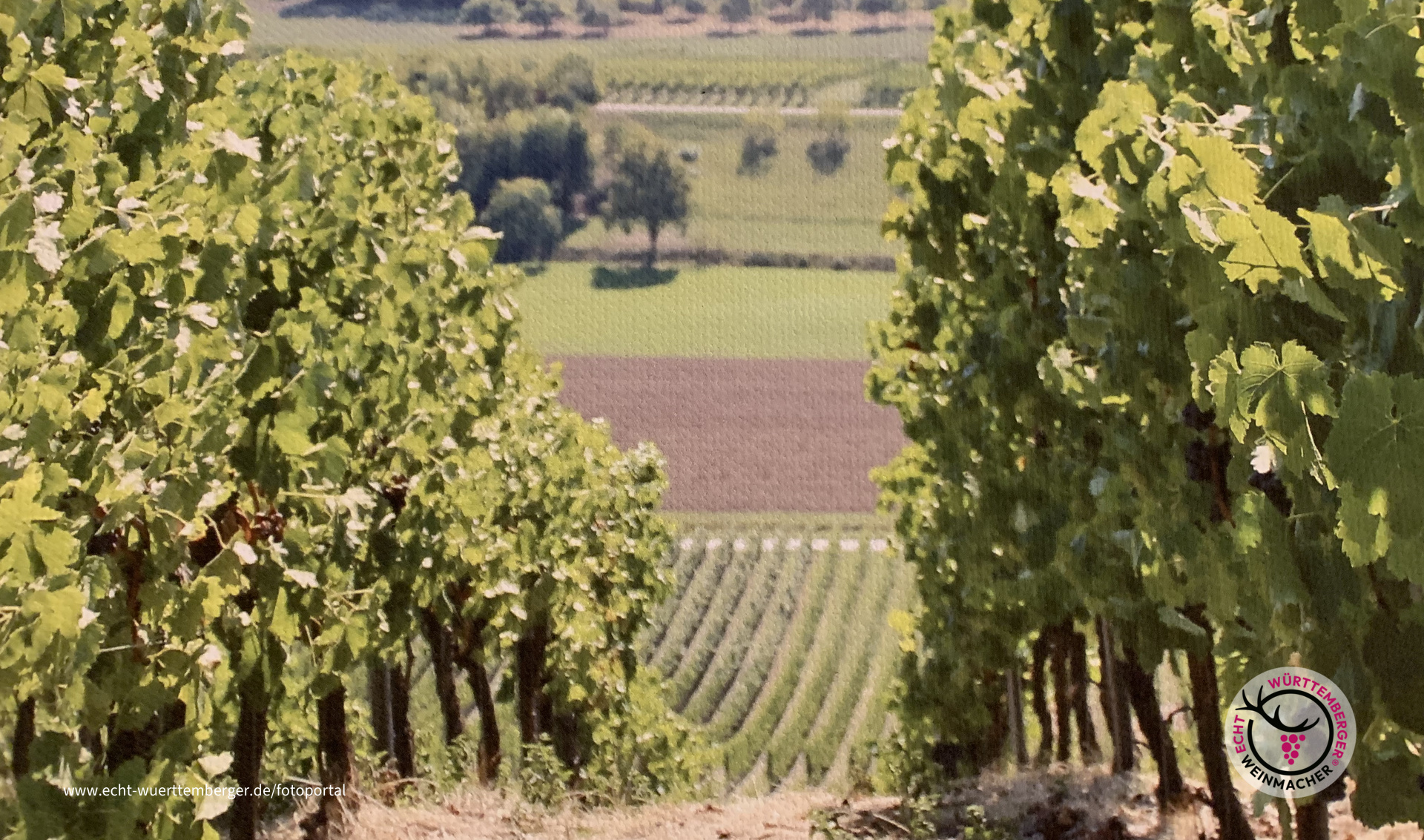 Weinberge