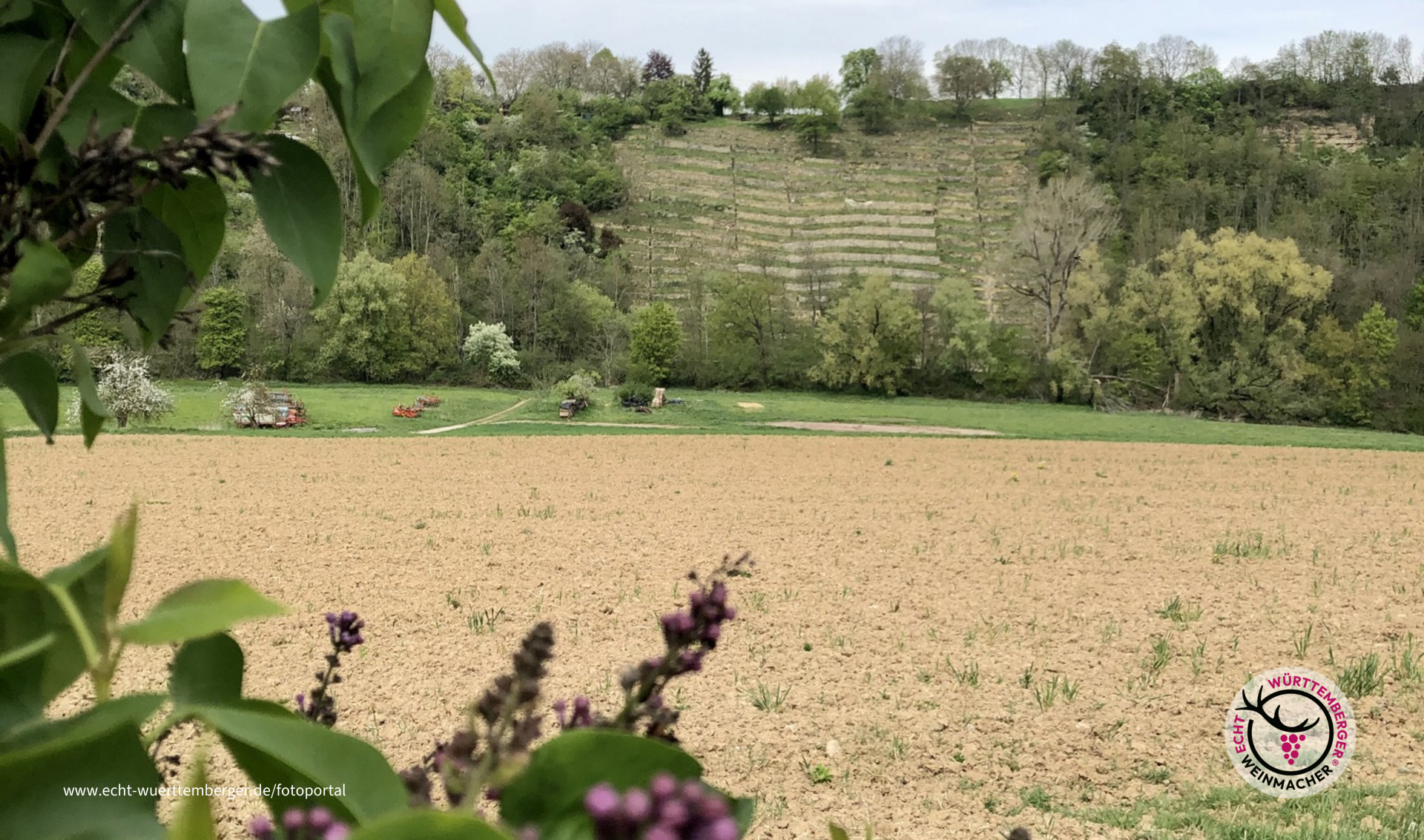 Steillage an der Rems