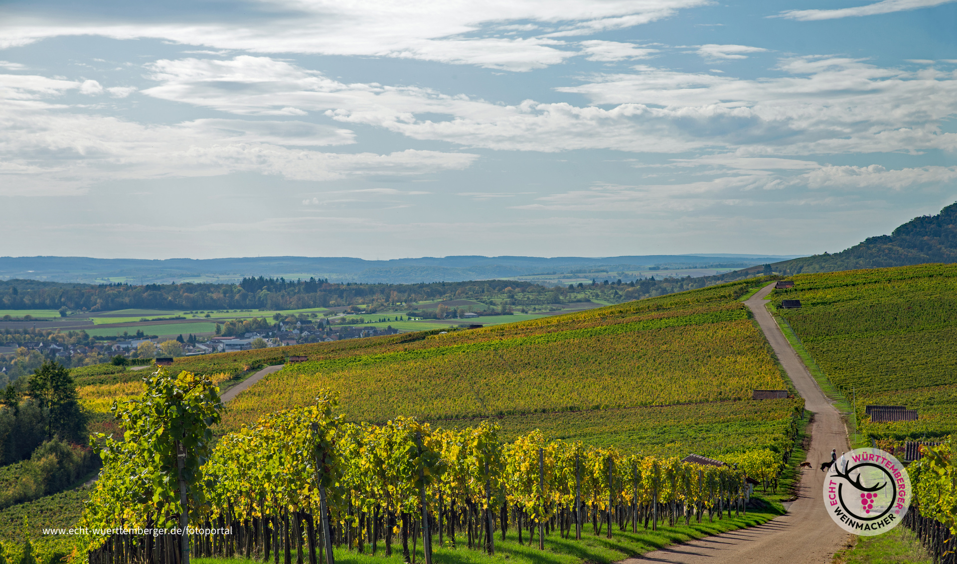 Blick über die Weinberge in Horrheim