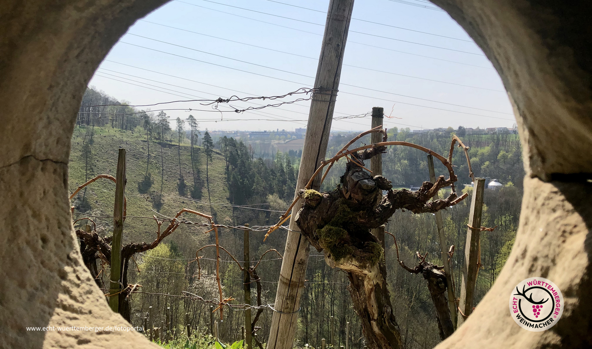 Ausblick im Weinberg