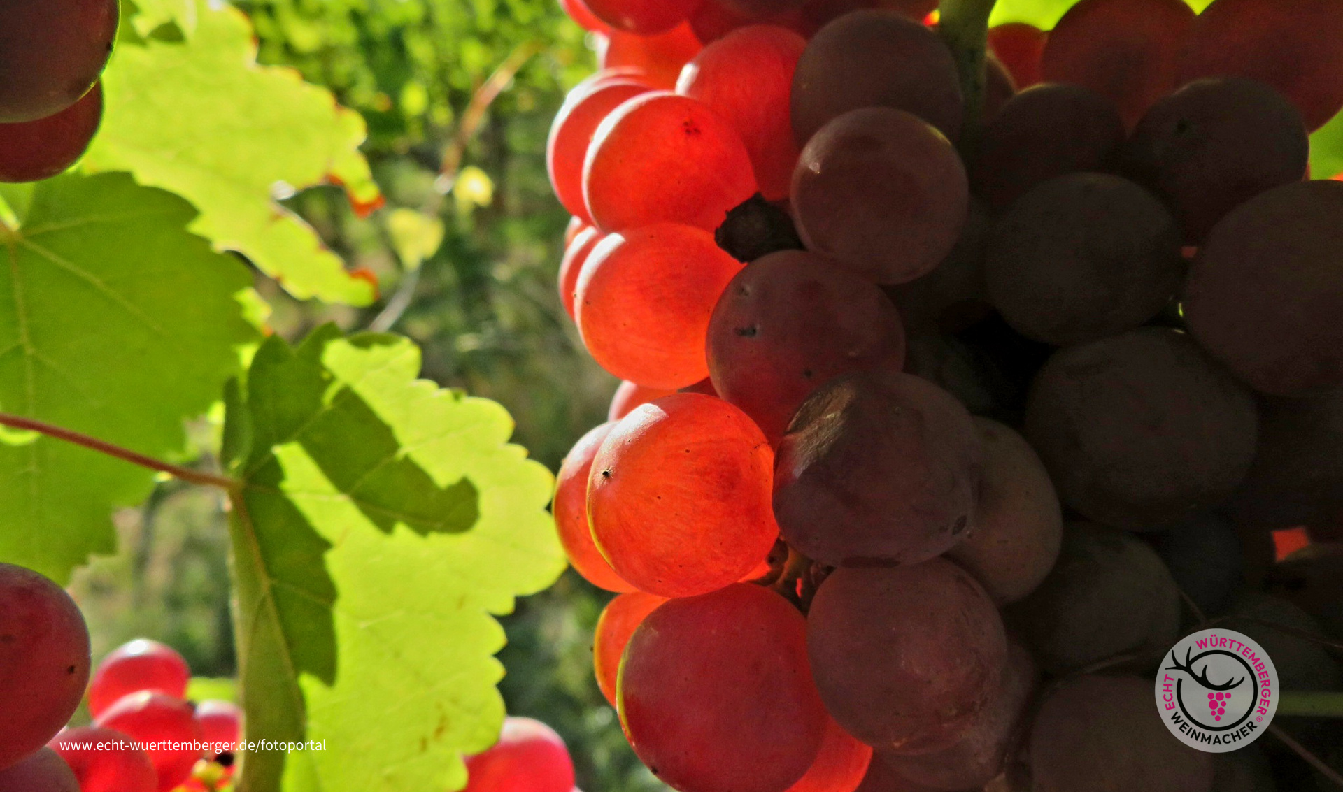 Sunshine Wine