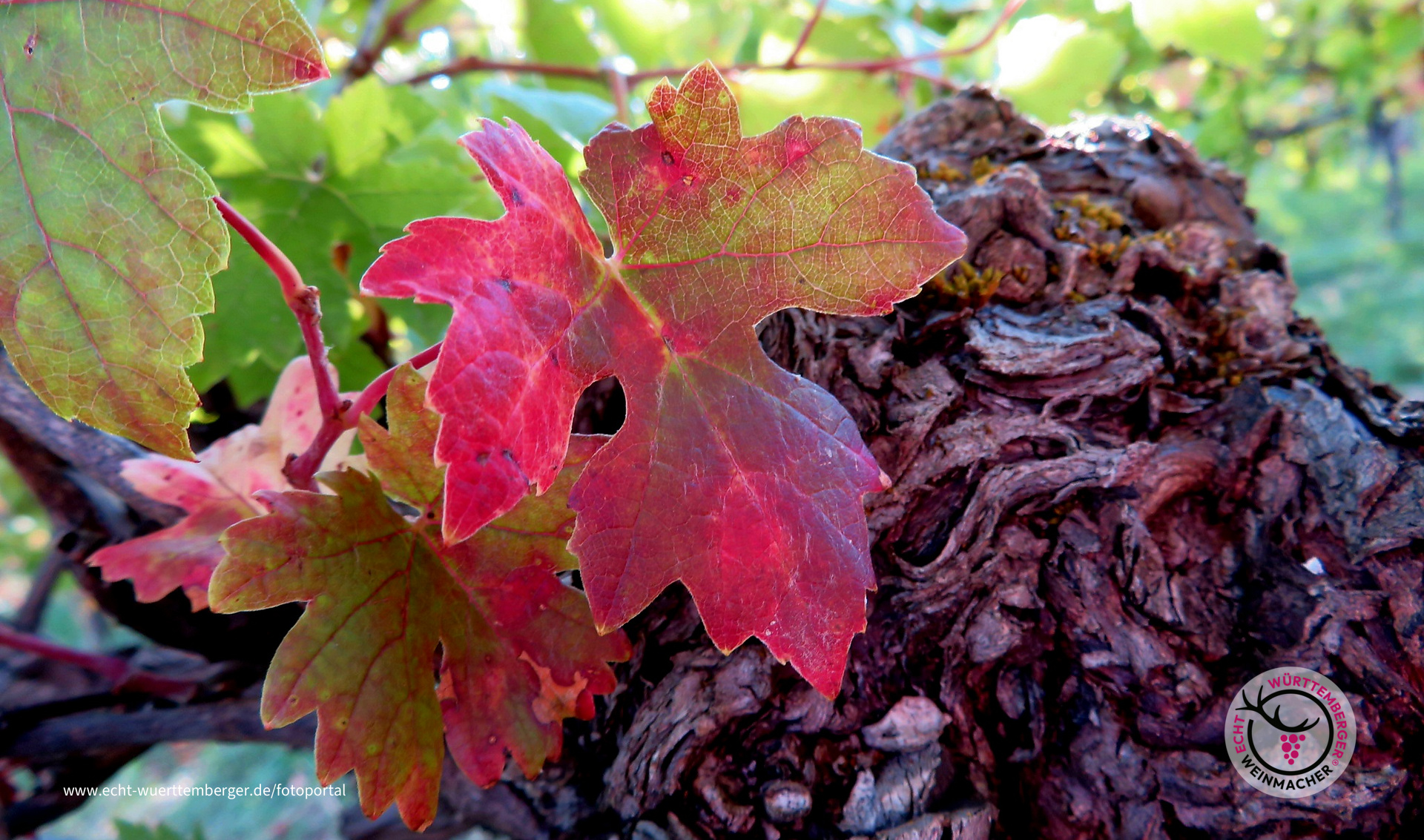 Farbenfroher Weinstock 