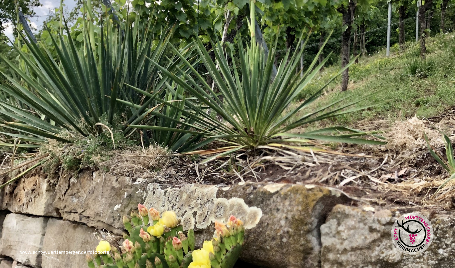 Exotik im Weinberg