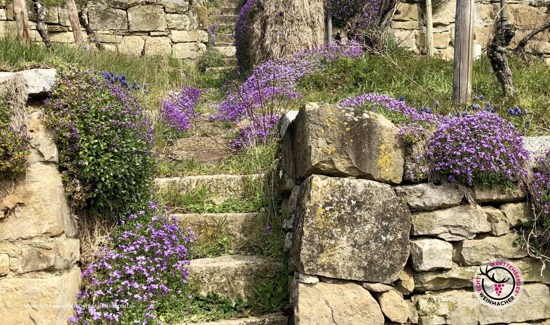 Winzer ist ein schöner Beruf