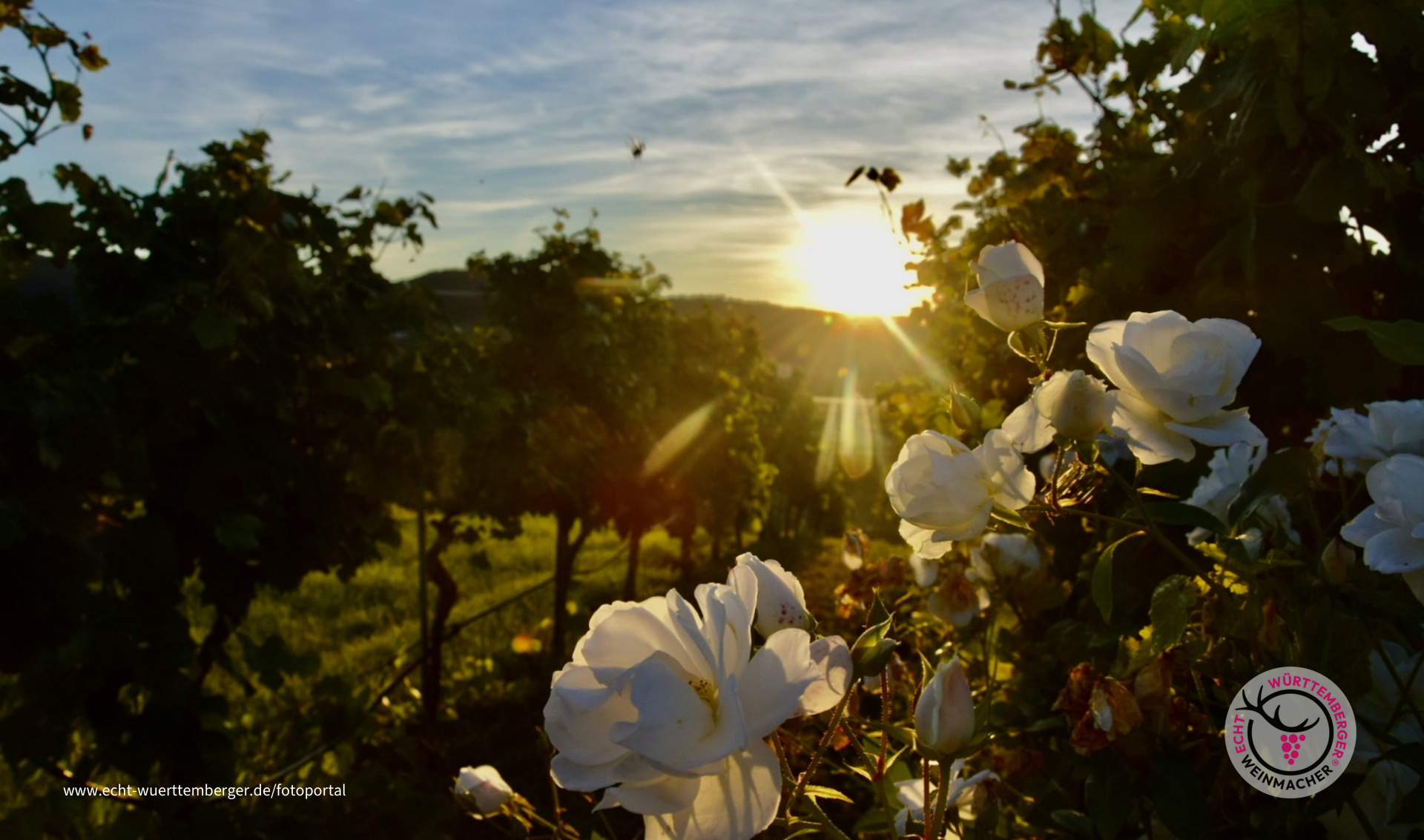 Abends im Weinberg 