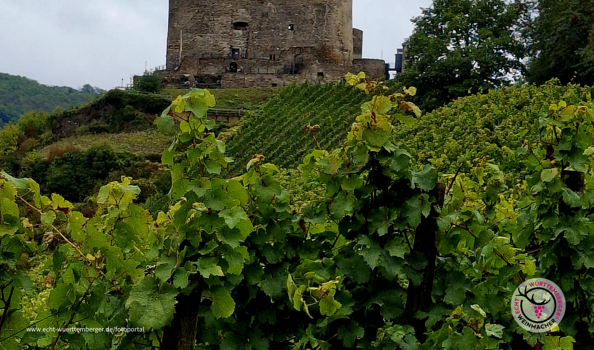 Weinberg mit Burg
