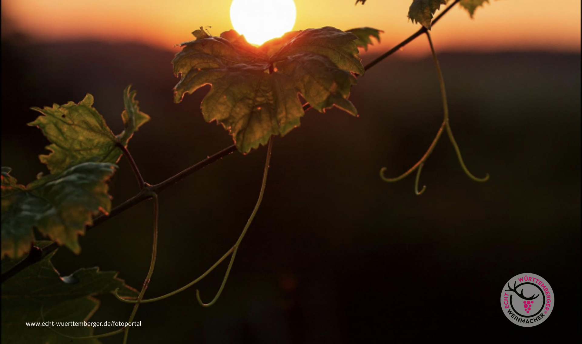 Sommerabend im Weinberg
