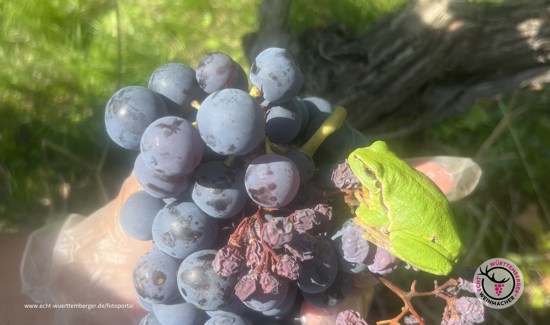 Trollinger Froschkönig
