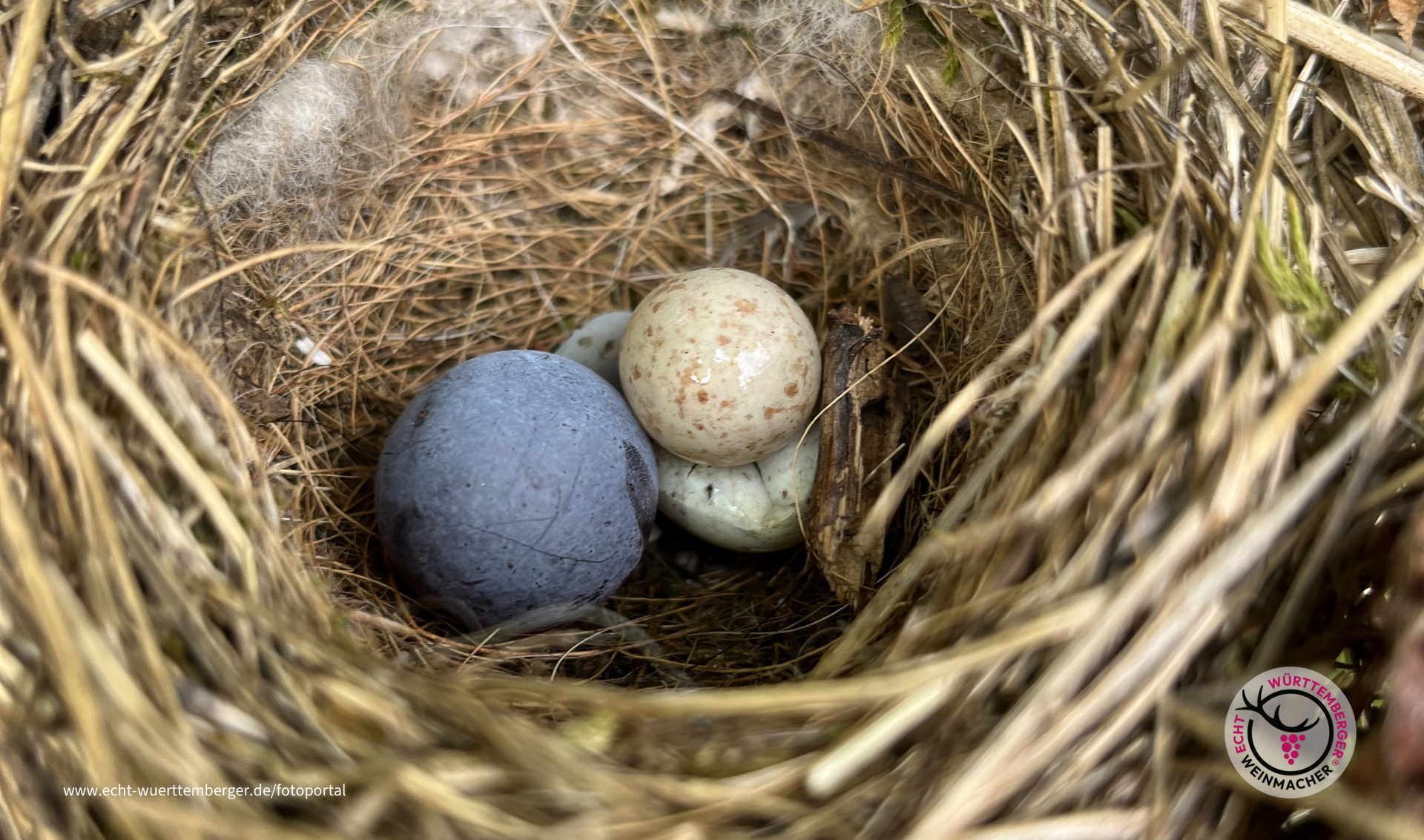 Trollinger im Vogelnest