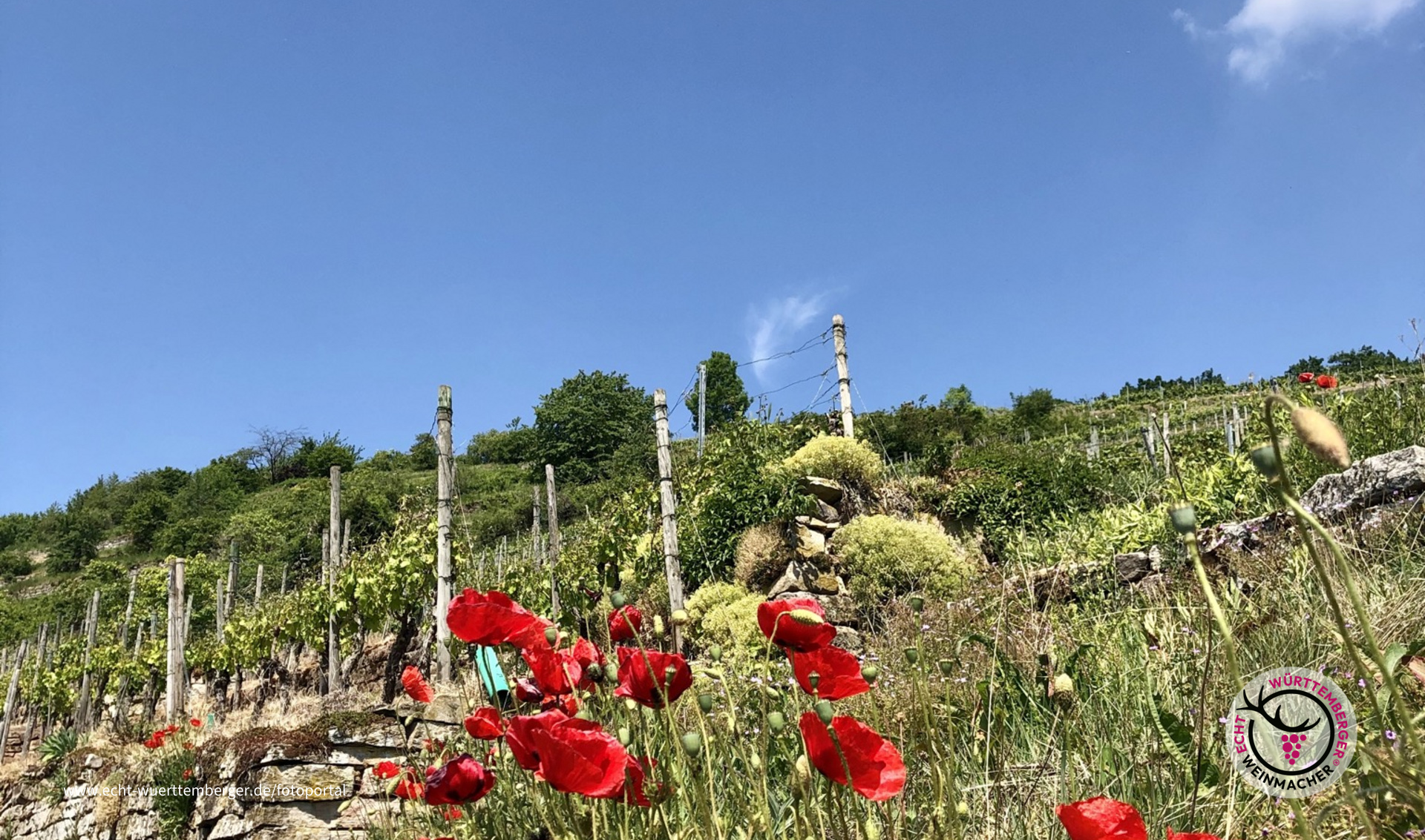 Kontraste im Weinberg