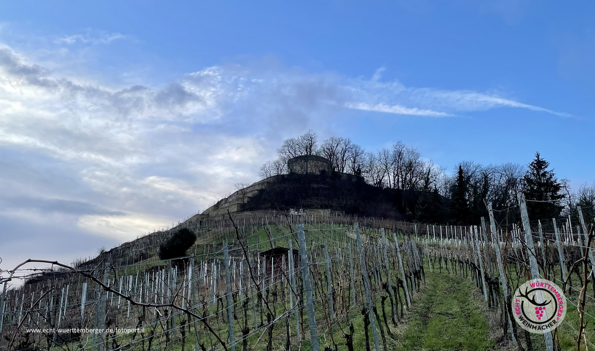 Reben vor dem Hohenasperg
