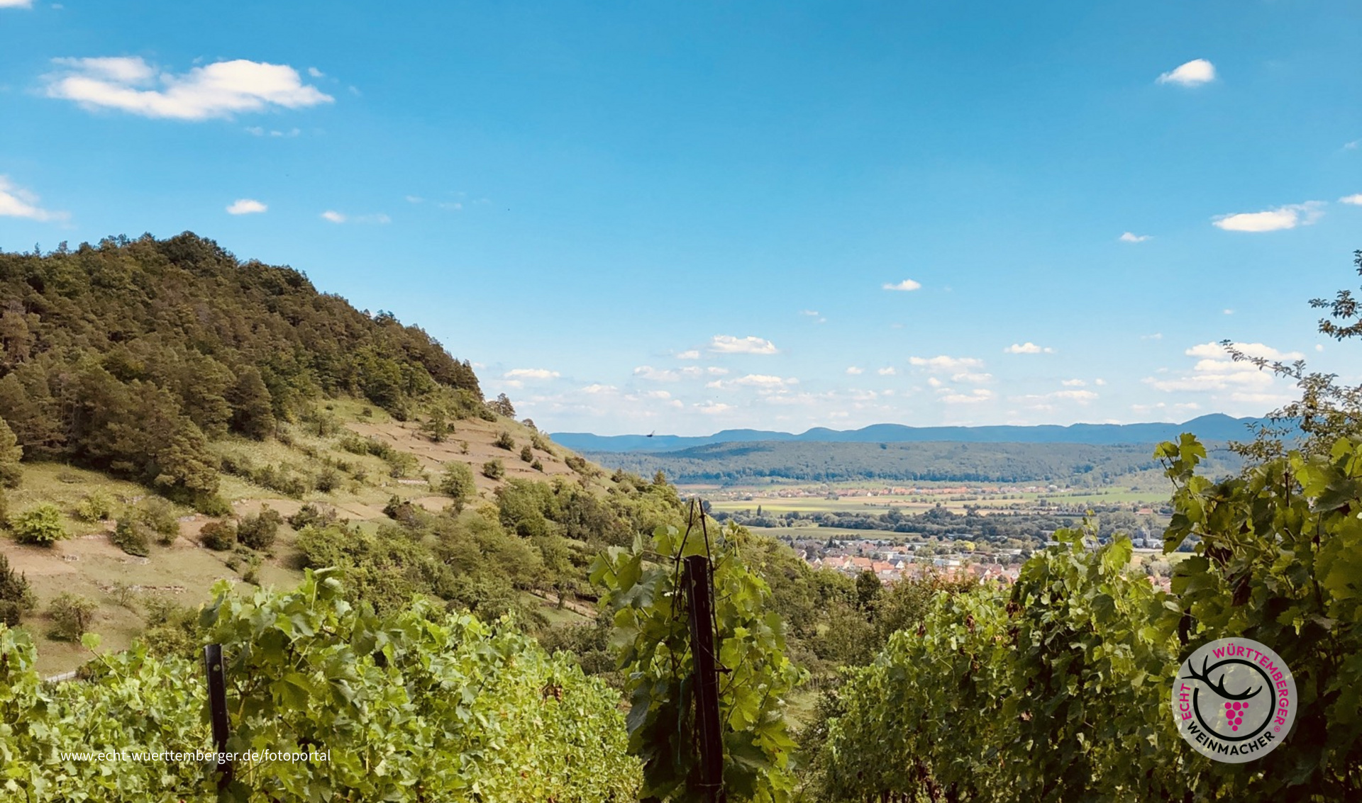 Weinberg in der Sonne