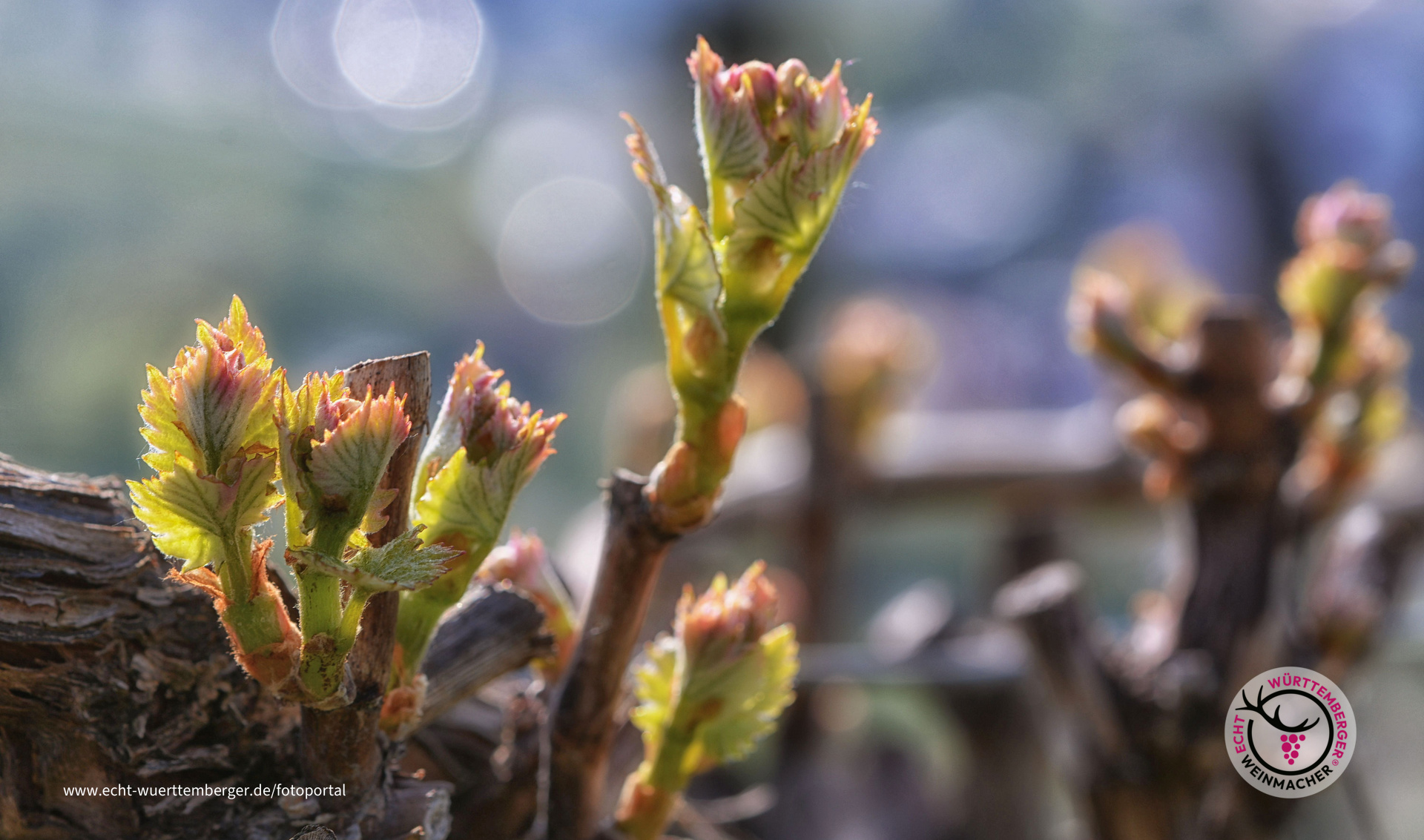 Spring is in the Air