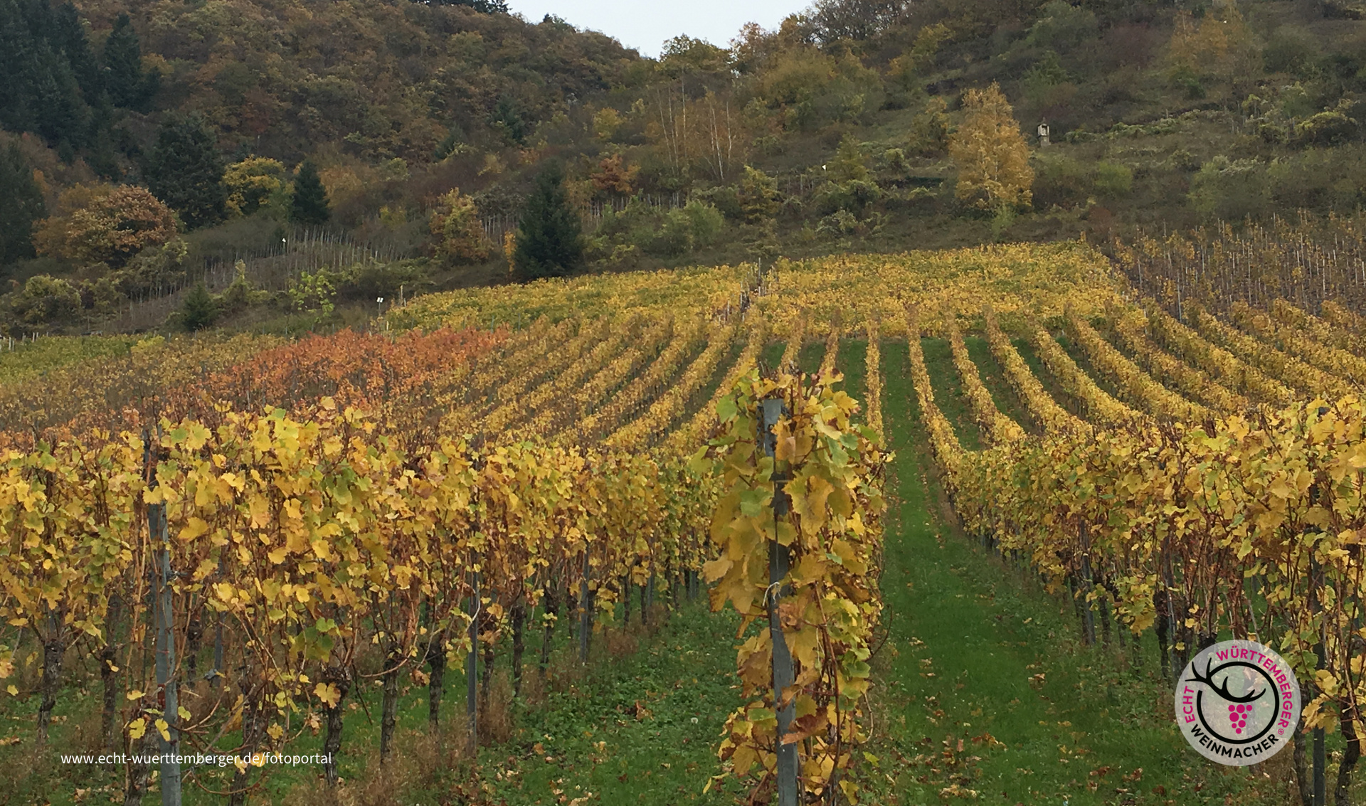 Die Weinberge 