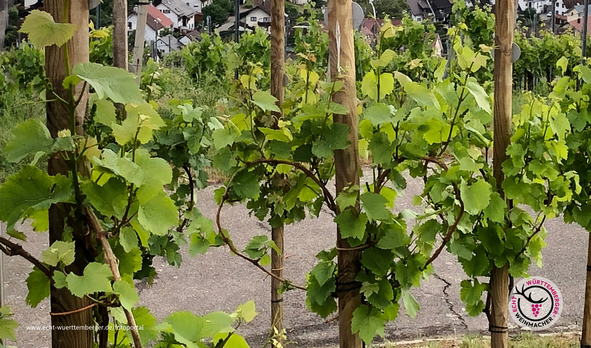 Ein Herz für Württemberg