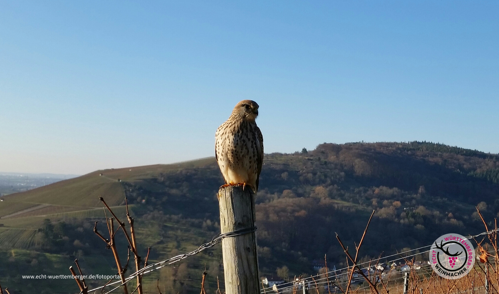 Besuch im Wengert