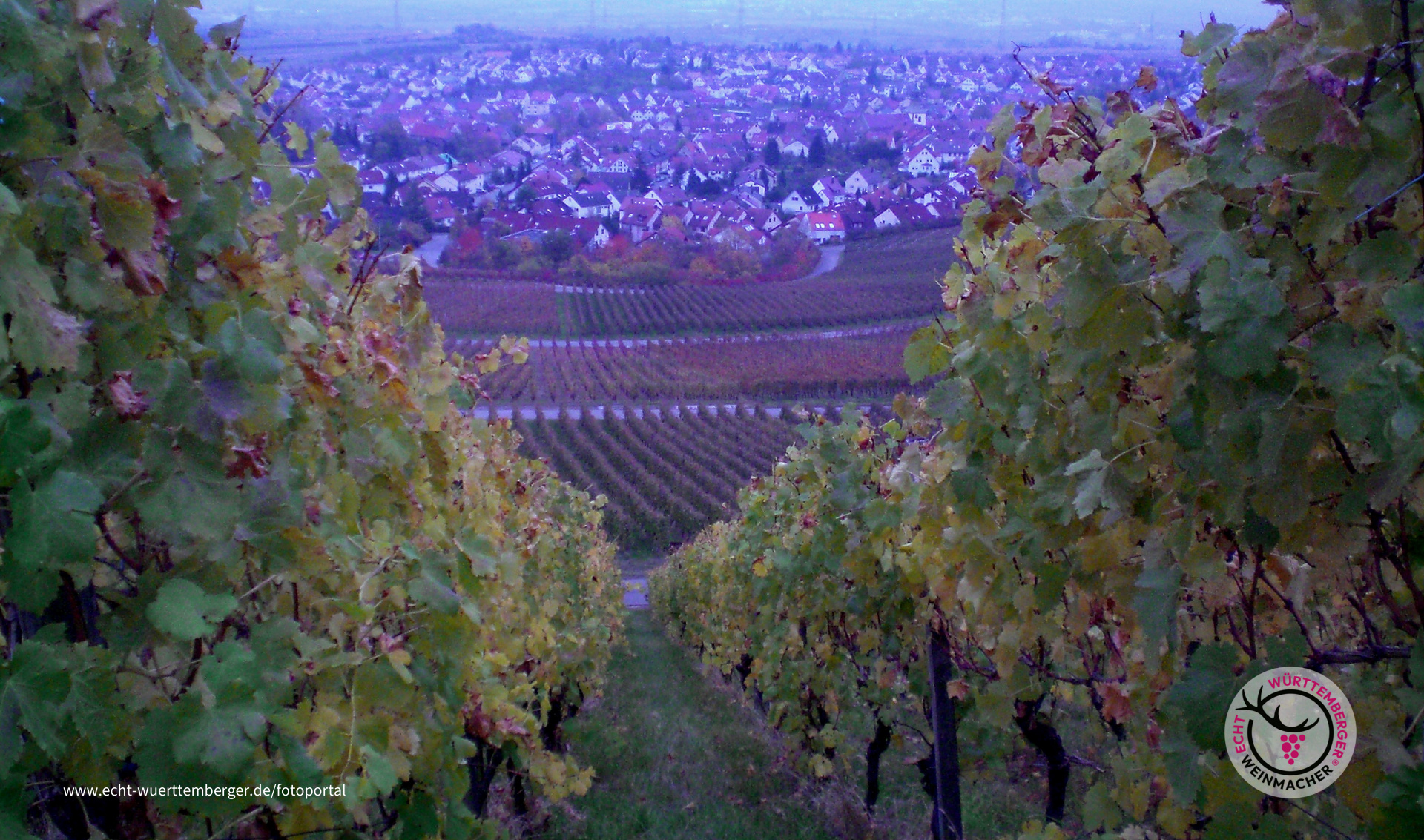 Blick durch die Weinberge auf Korb