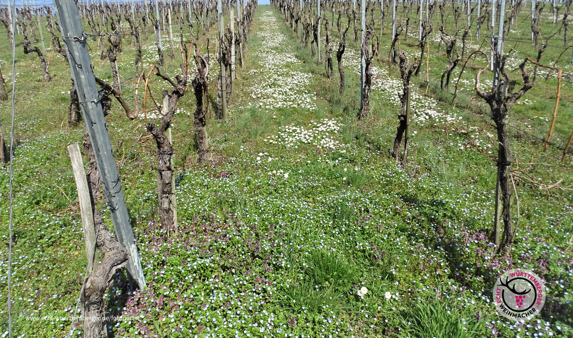 Blütenpracht in den Weinbergen