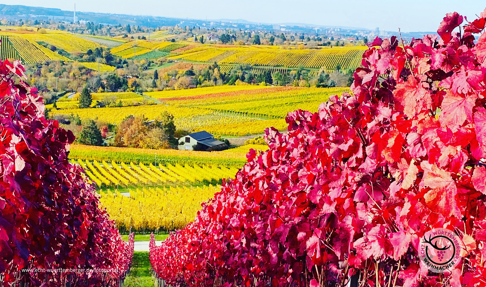 Herbst in den Weinbergen