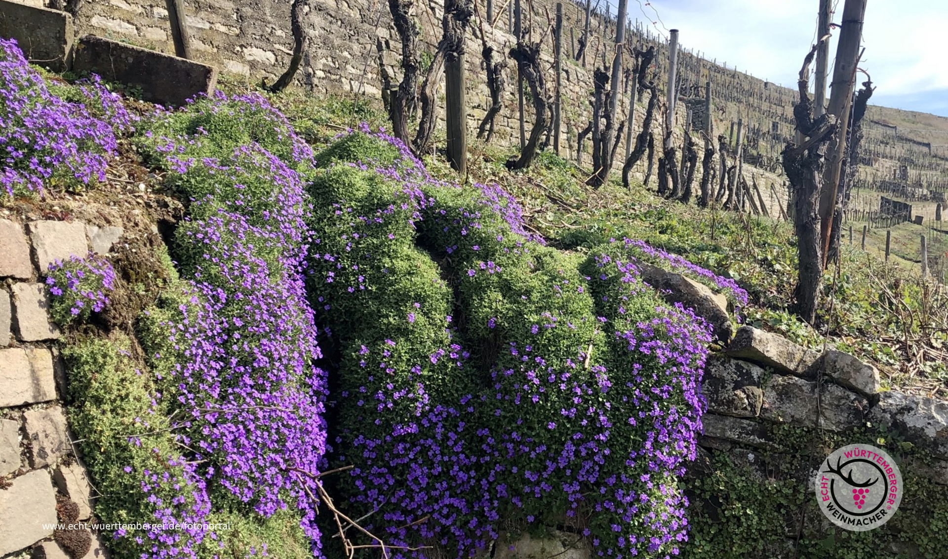 Frühling im Wengert