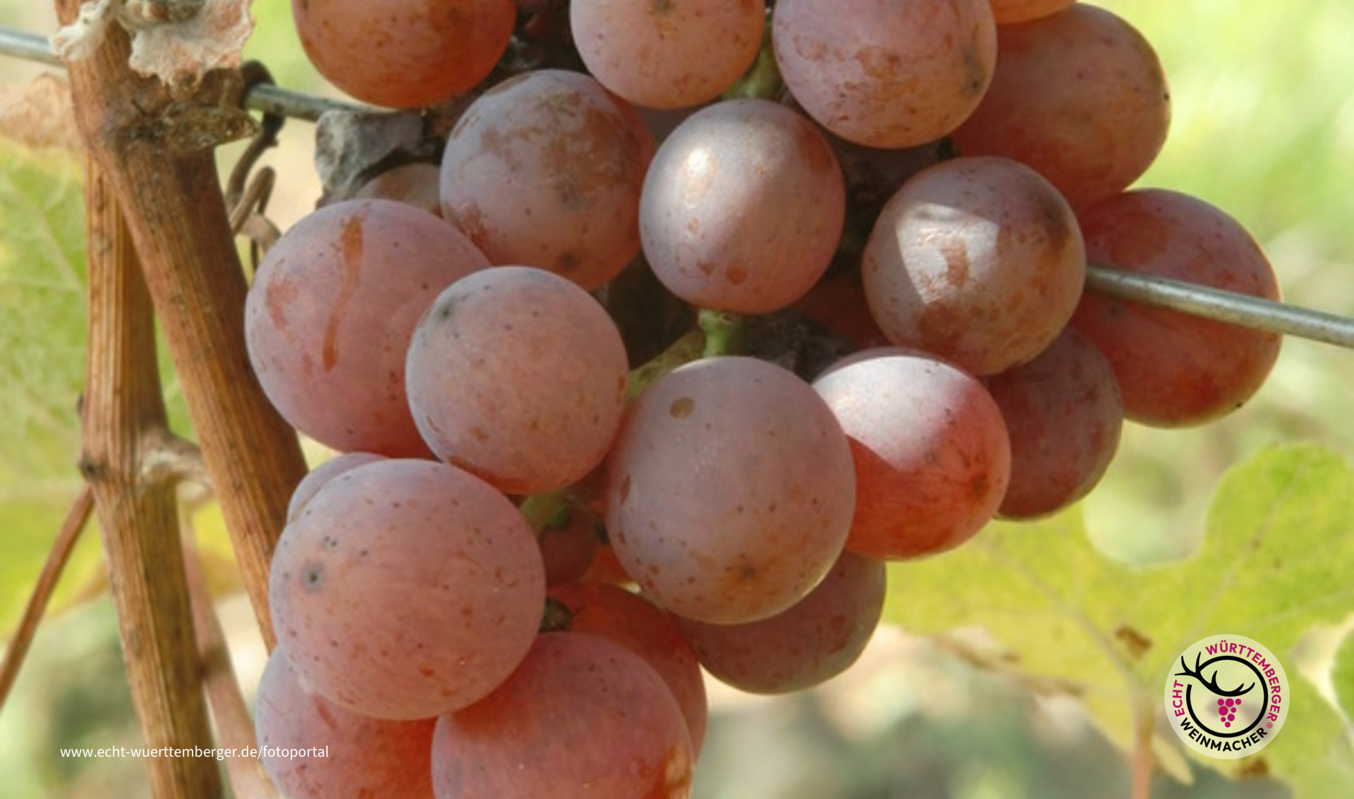 Das wird ein guter Tropfen!