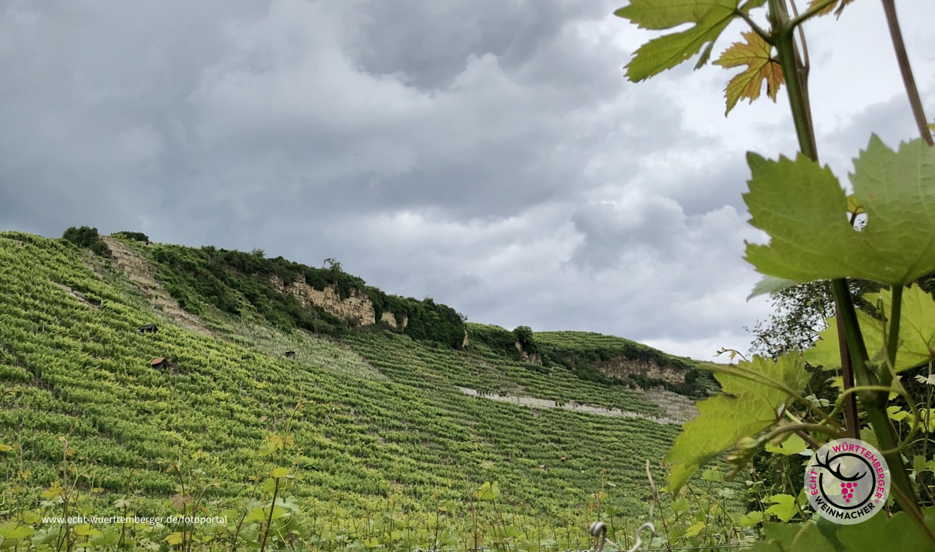 Regen für die Reben